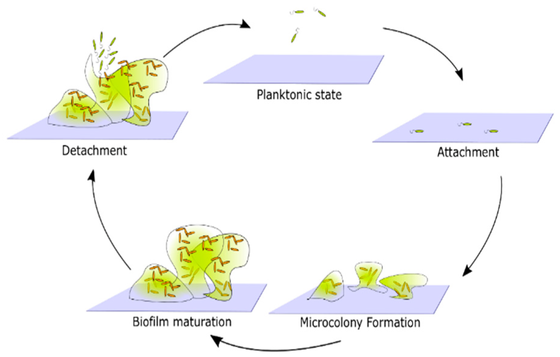 Microorganisms 10 02498 g002
