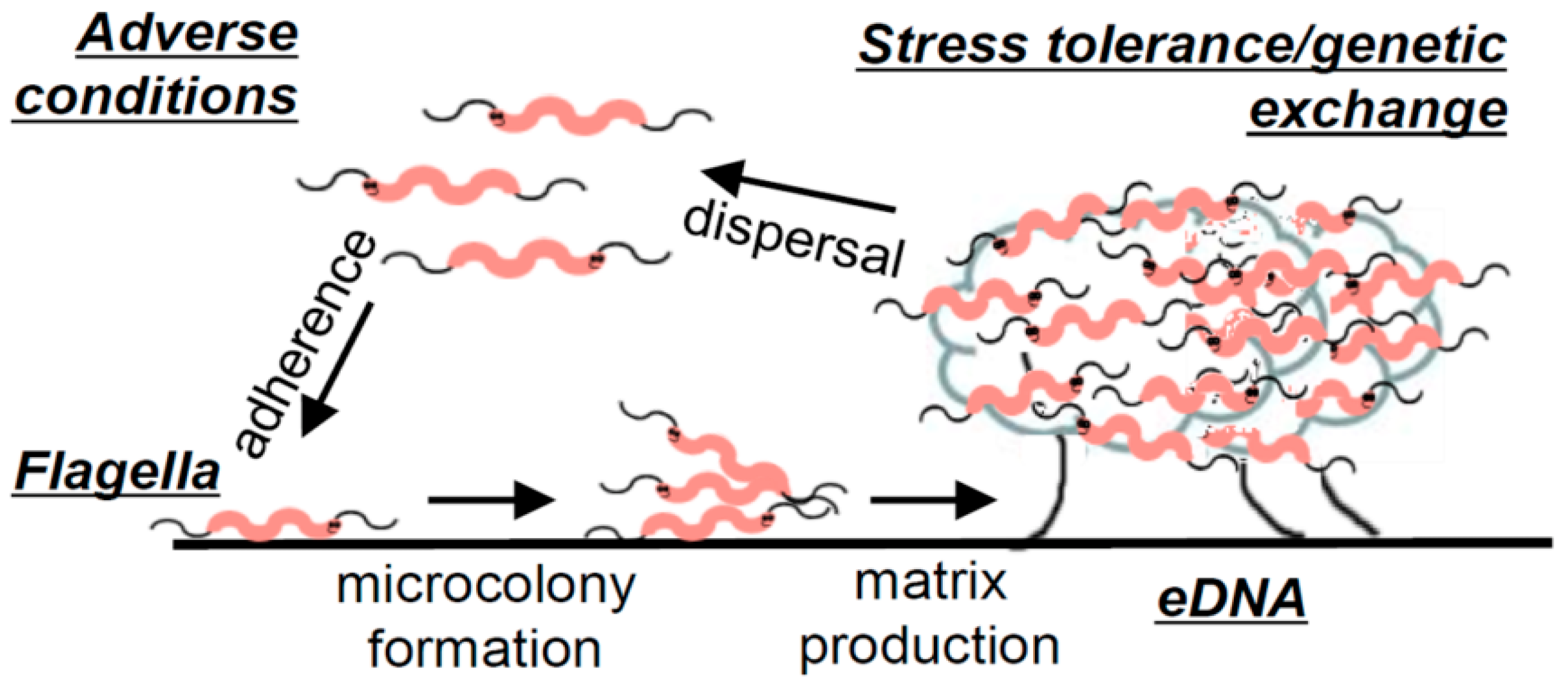 Microorganisms 10 02498 g003