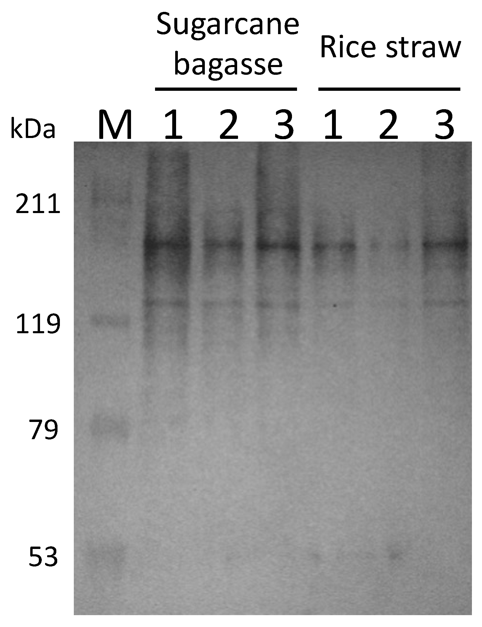 Microorganisms 10 02514 g004 Microorganisms 10 02514 g004