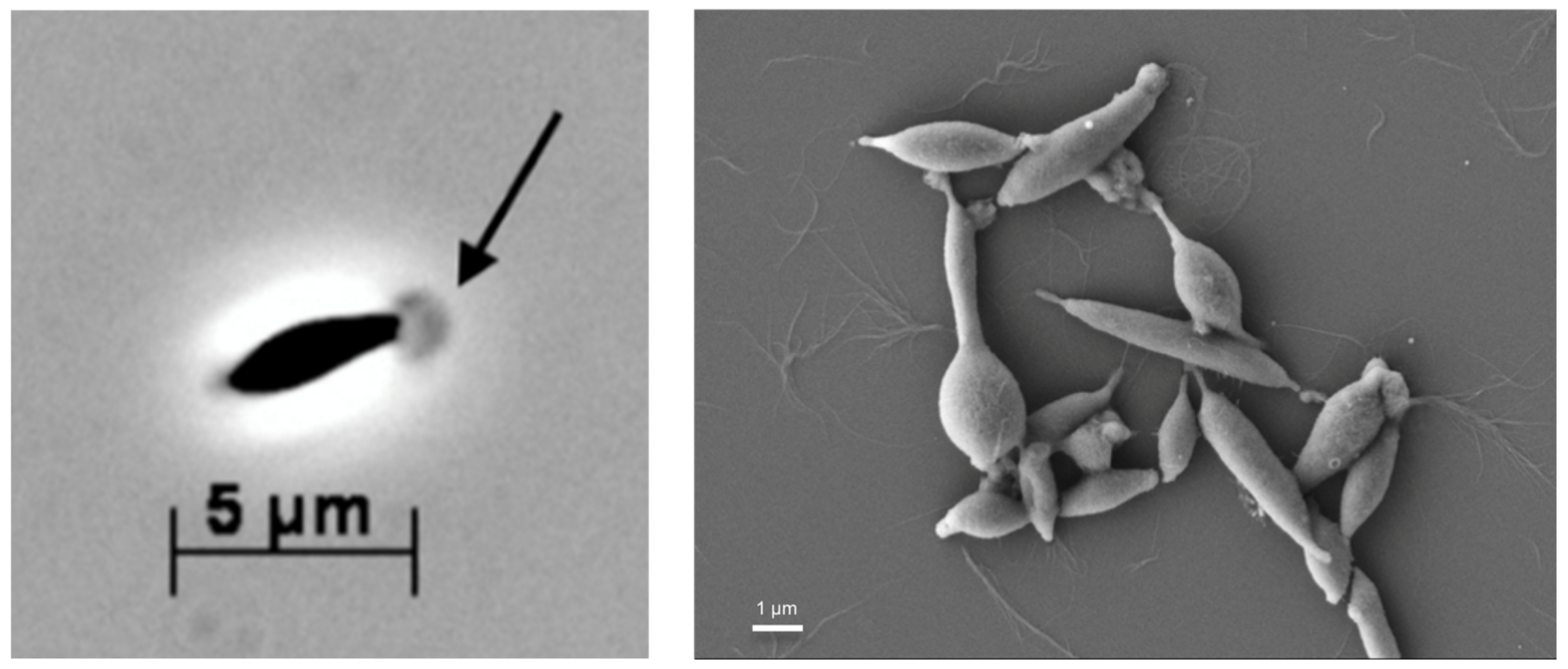 Microorganisms 11 00022 g001