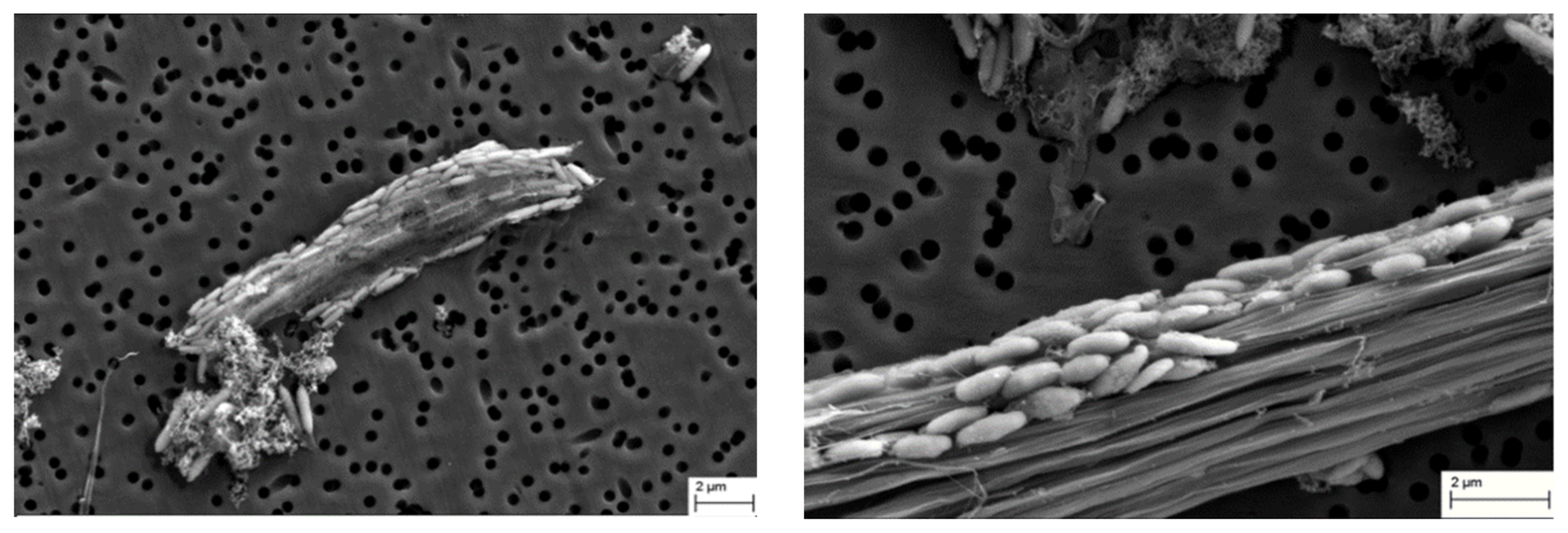 Microorganisms 11 00022 g004