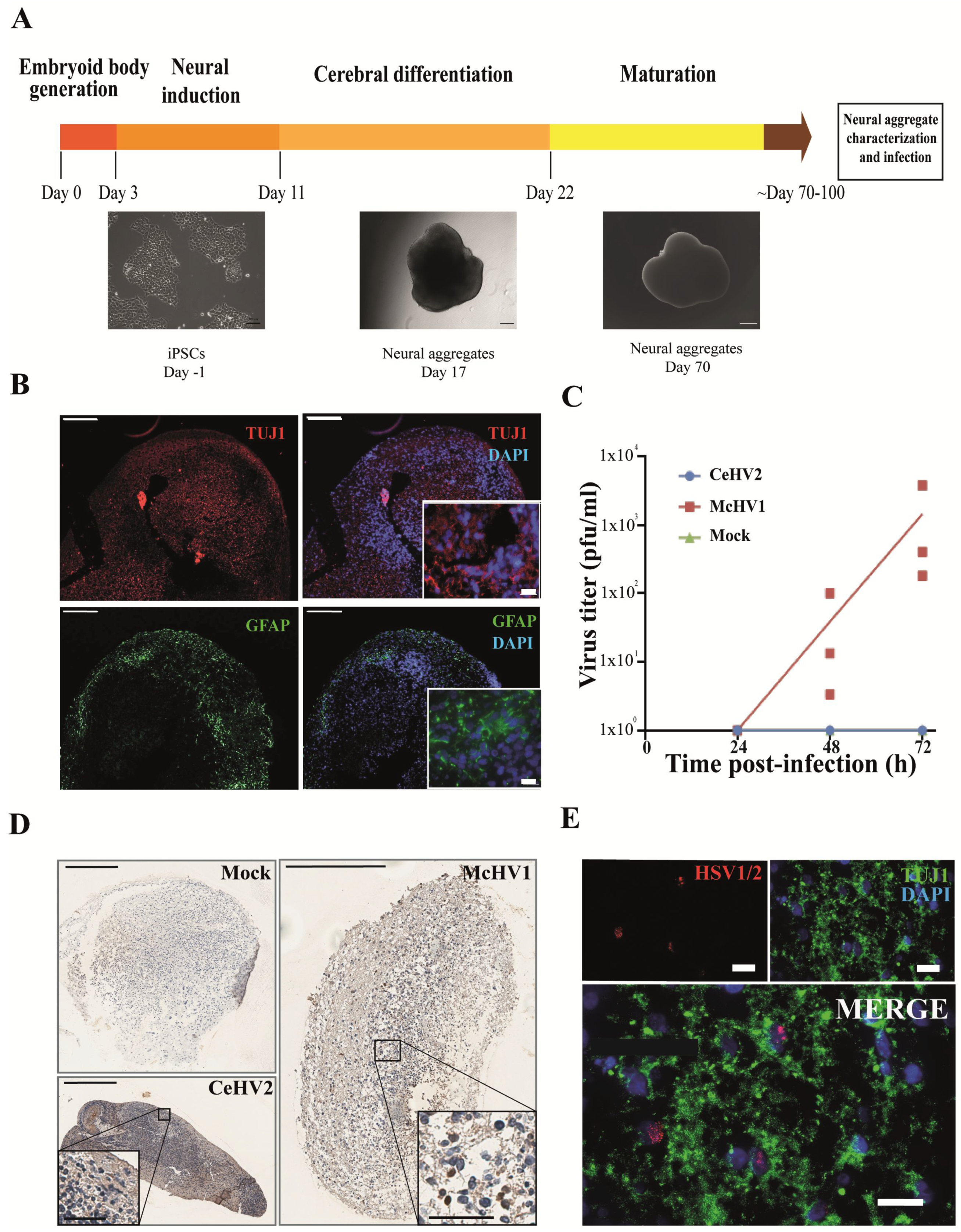 Microorganisms 11 00026 g004 Microorganisms 11 00026 g004