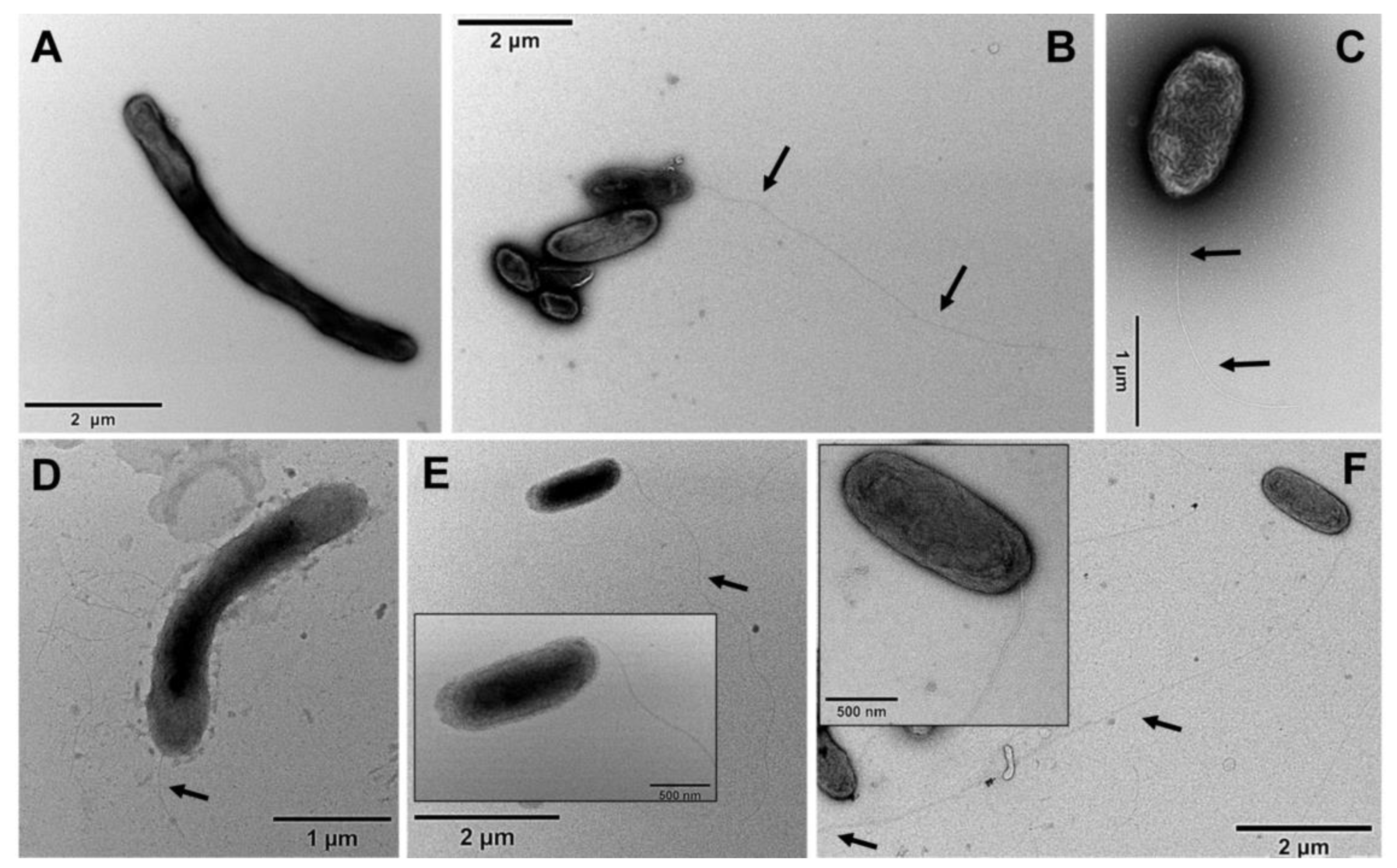 Microorganisms 11 00027 g003 Microorganisms 11 00027 g003