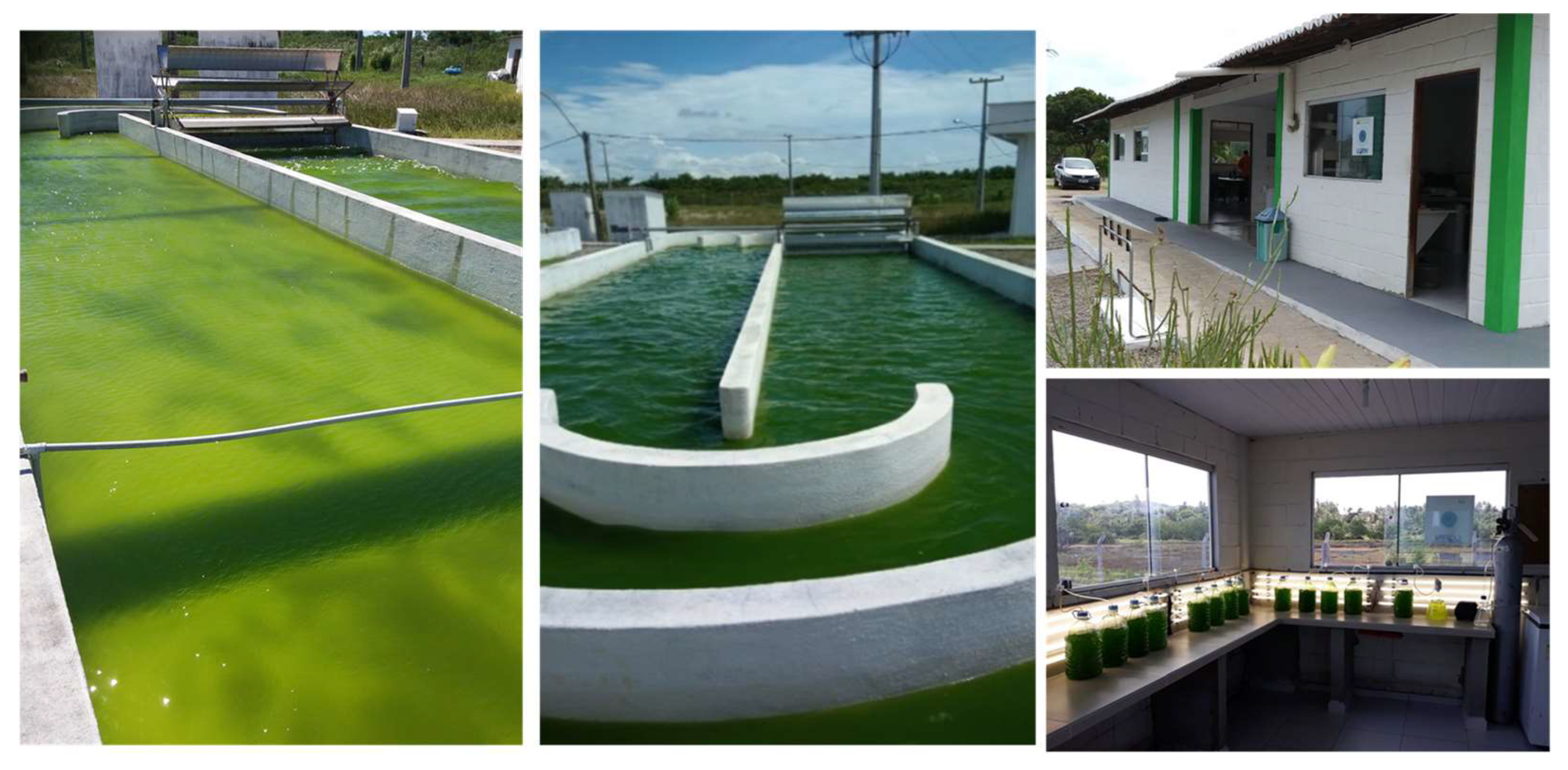 Microorganisms 11 00034 g004 Microorganisms 11 00034 g004