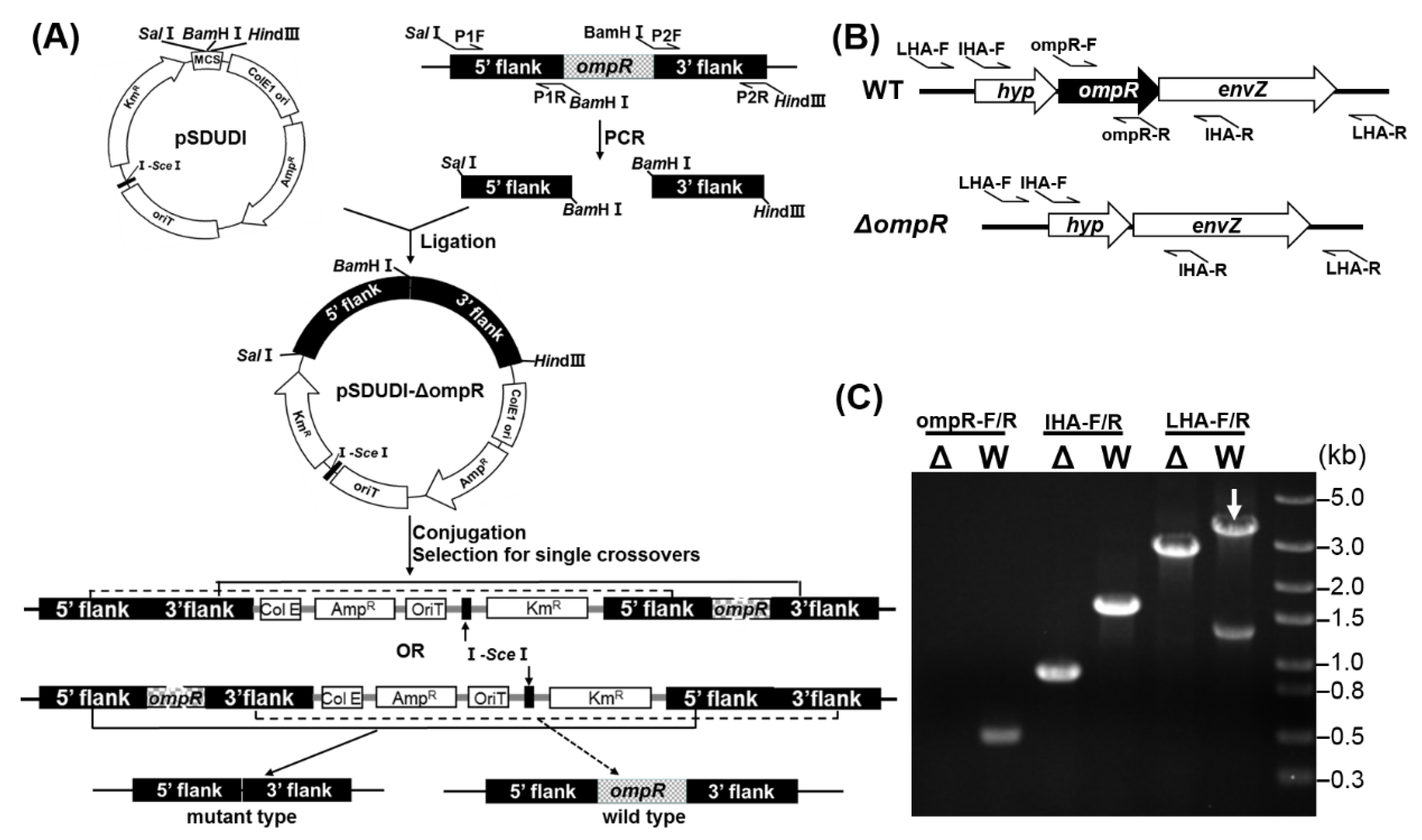 Microorganisms 11 00035 g002