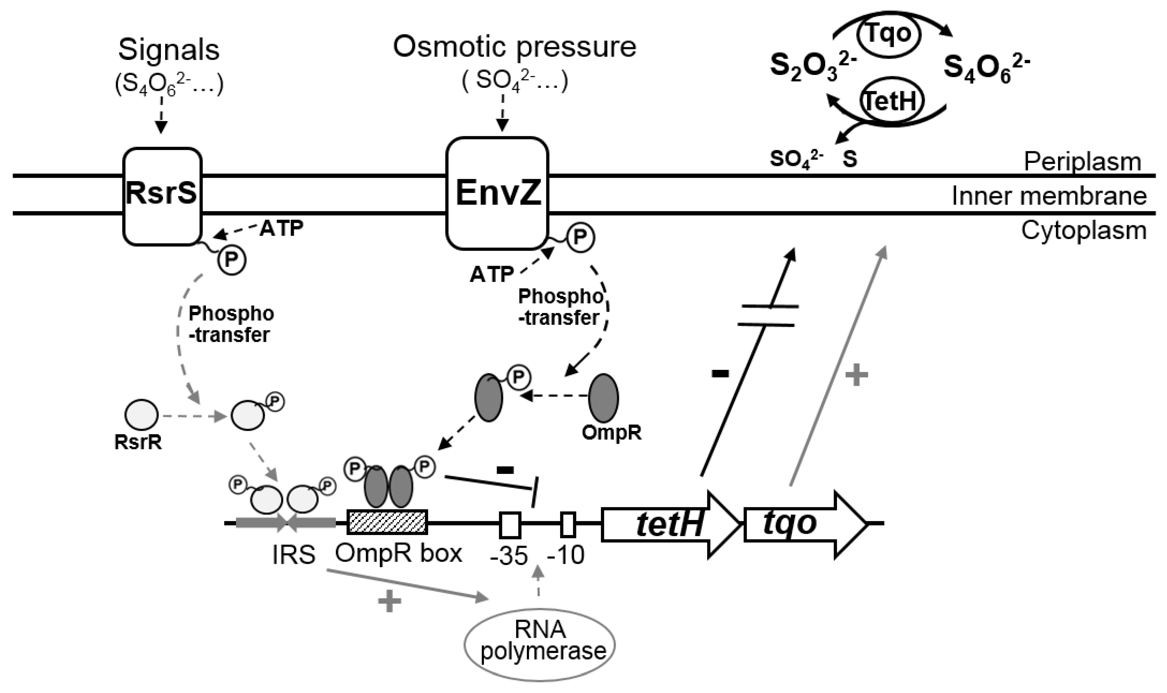 Microorganisms 11 00035 g007