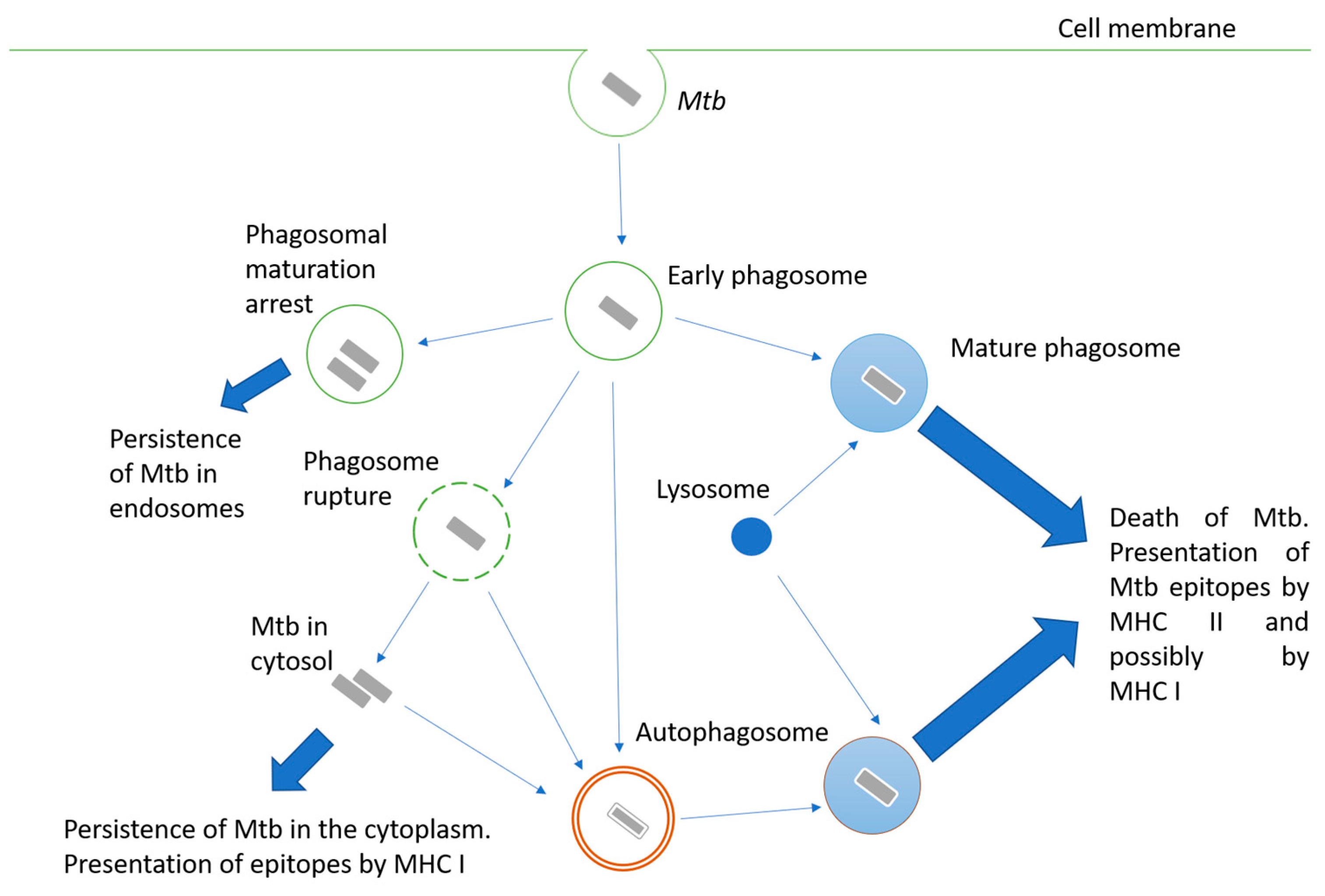 Microorganisms 11 00051 g001 Microorganisms 11 00051 g001