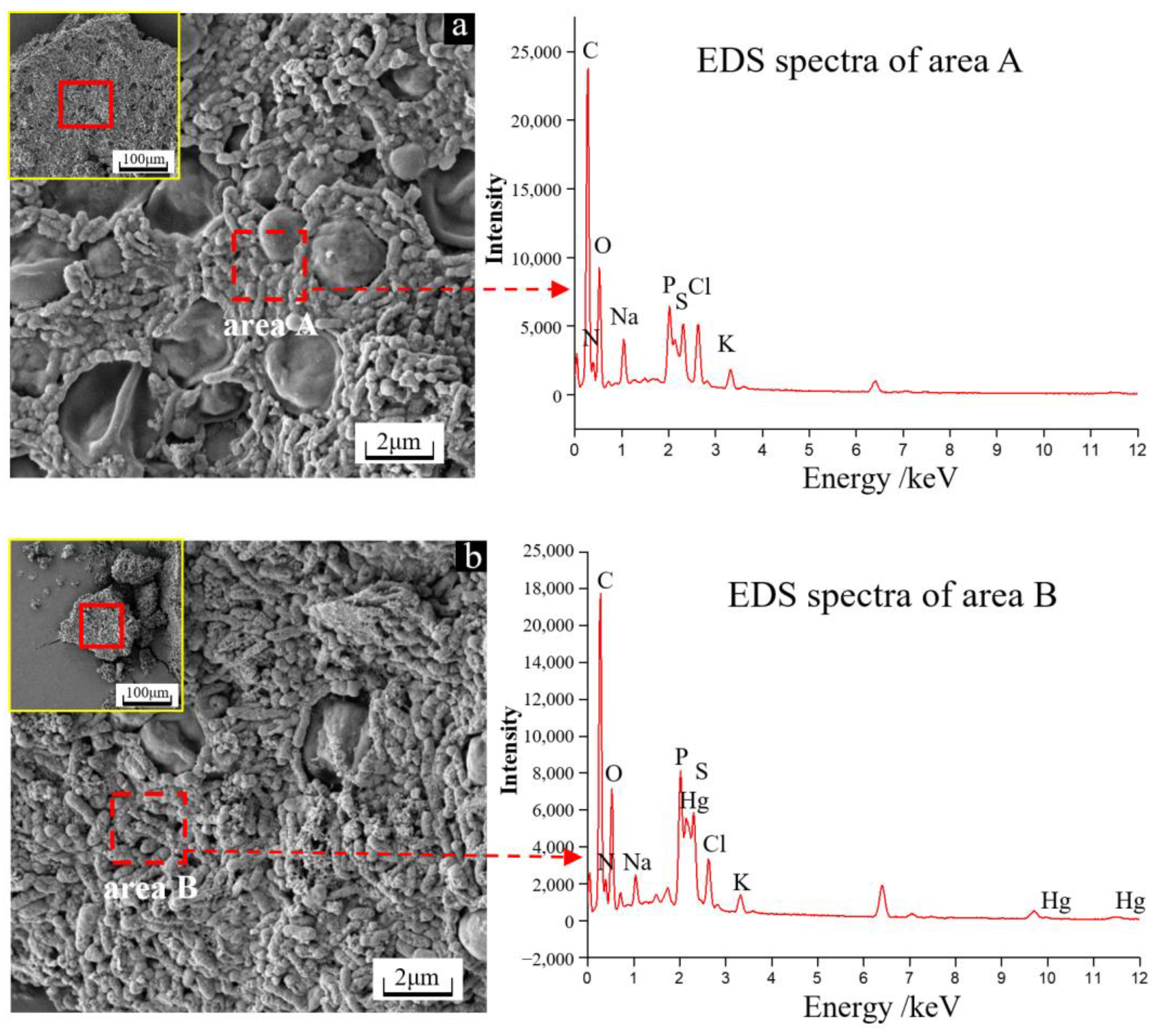 Microorganisms 11 00072 g002