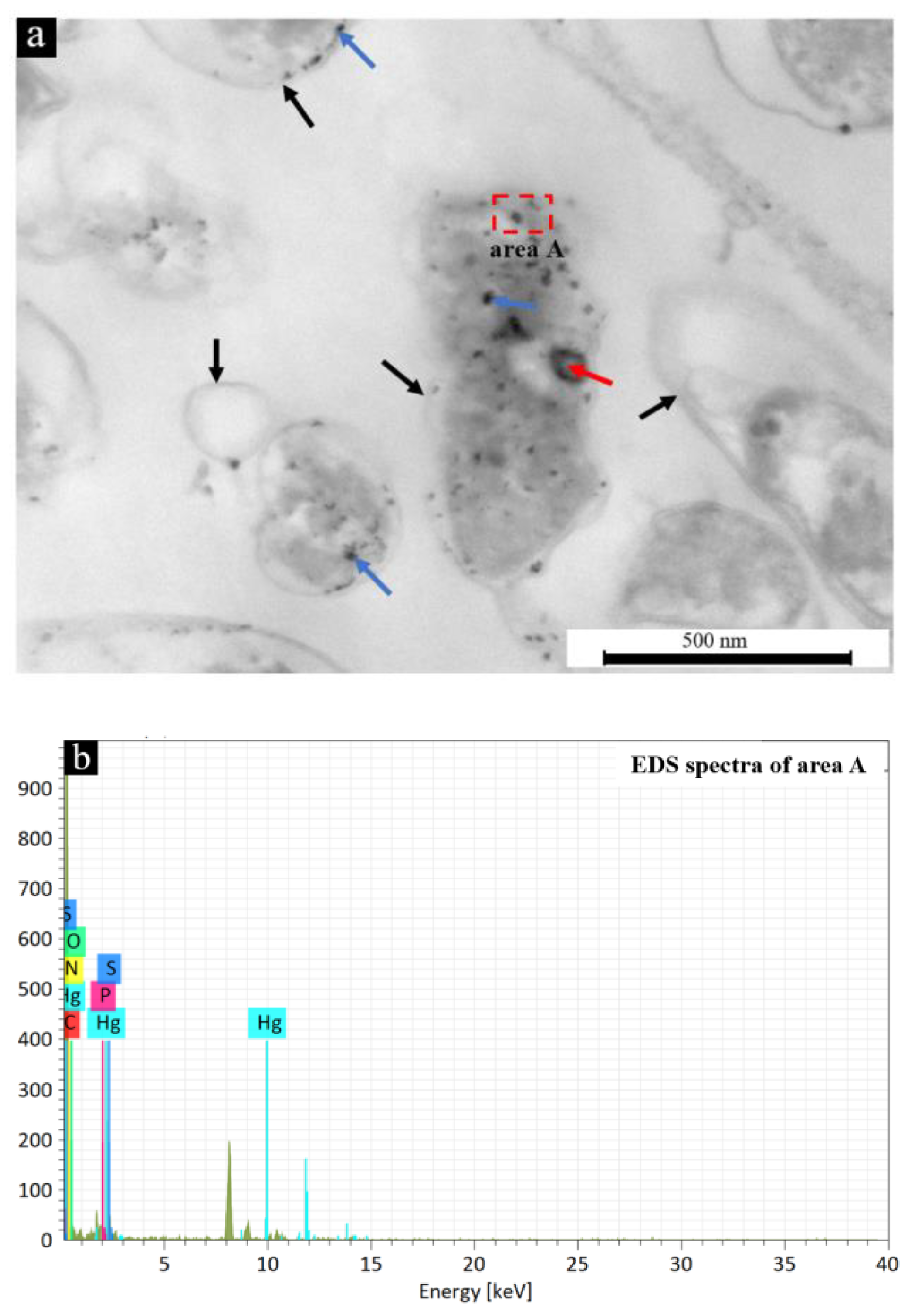 Microorganisms 11 00072 g003