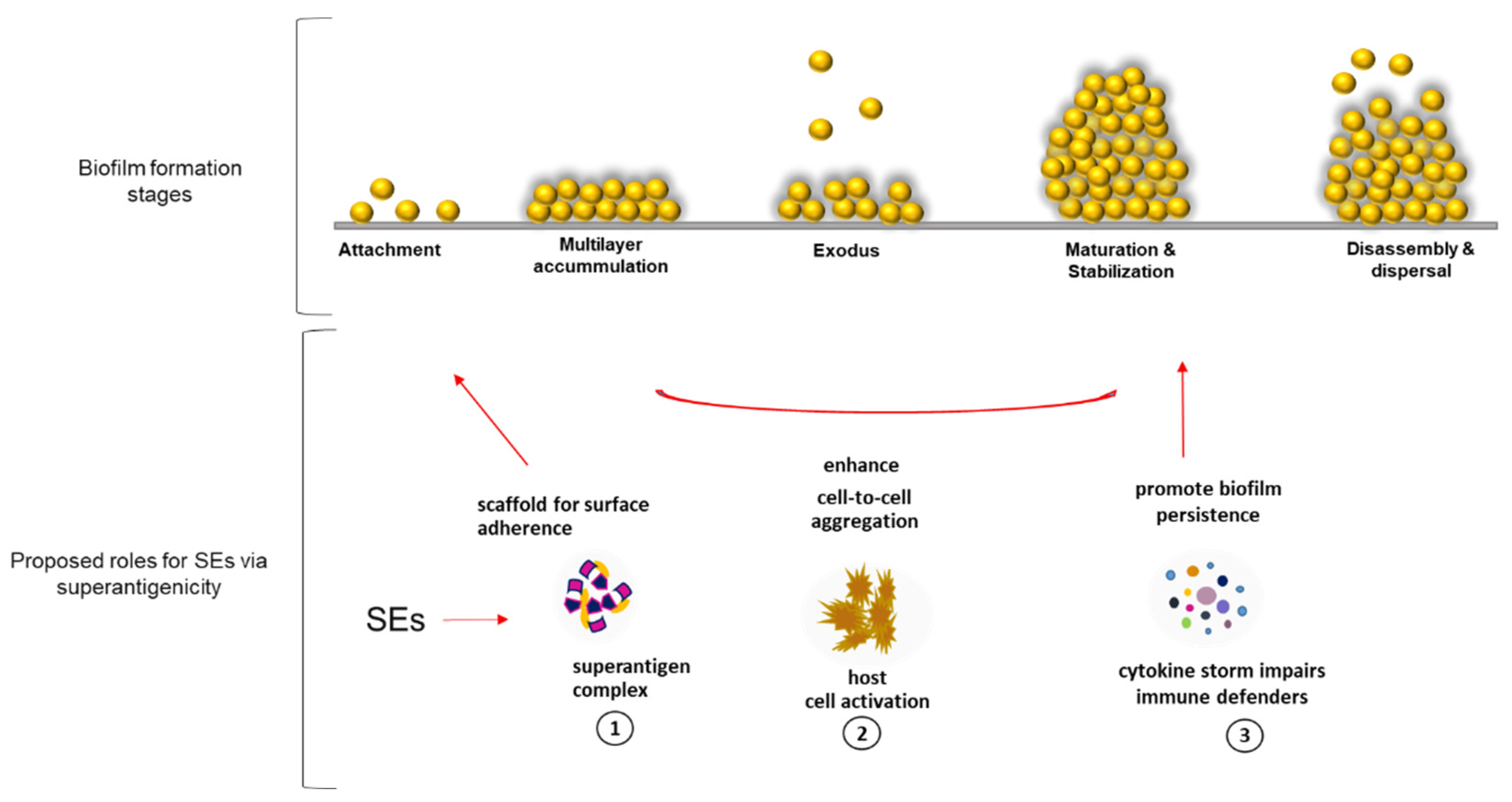 Microorganisms 11 00089 g006