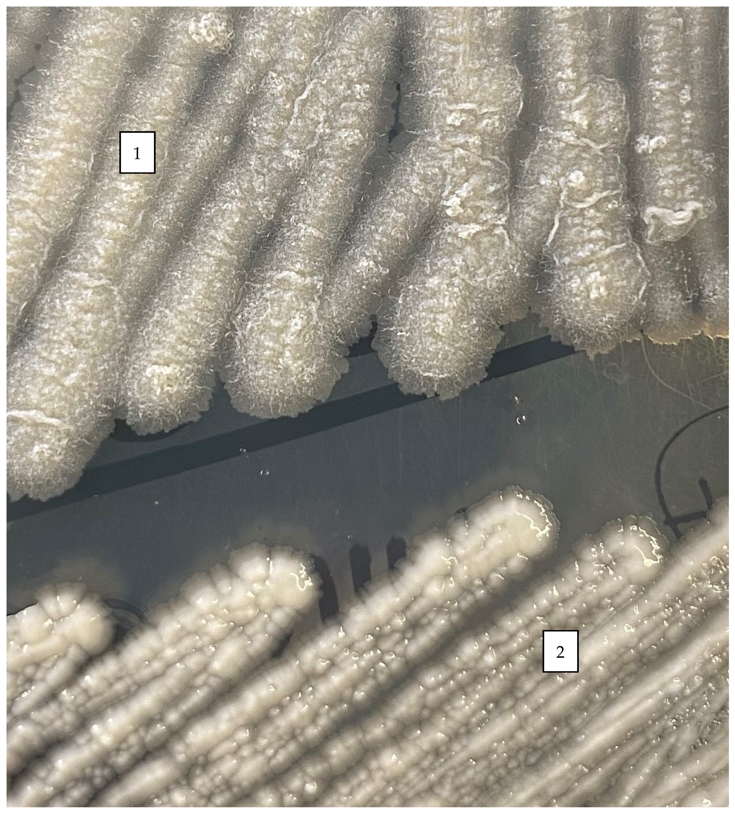 Microorganisms 11 00090 g002