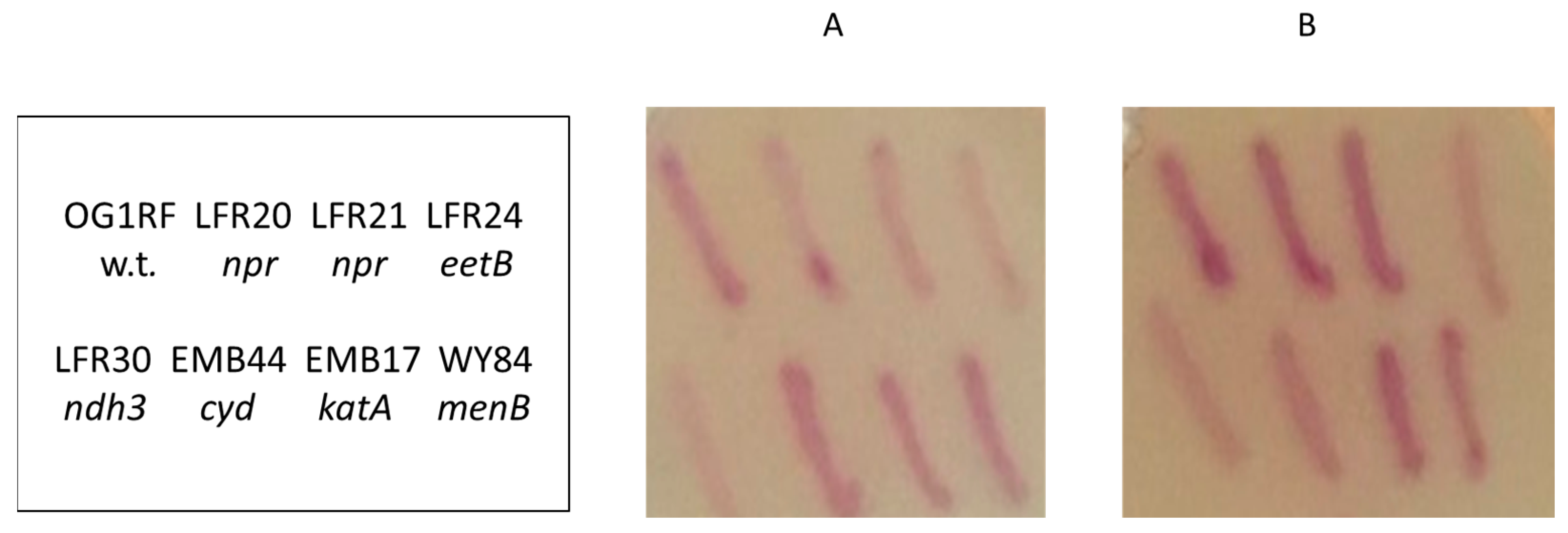 Microorganisms 11 00106 g001