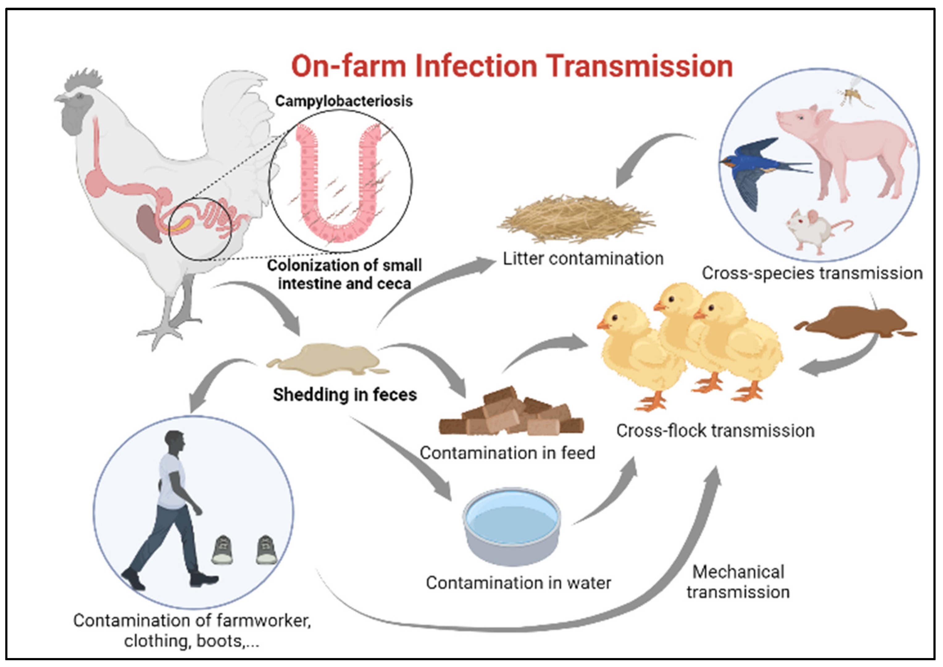 Microorganisms 11 00113 g002