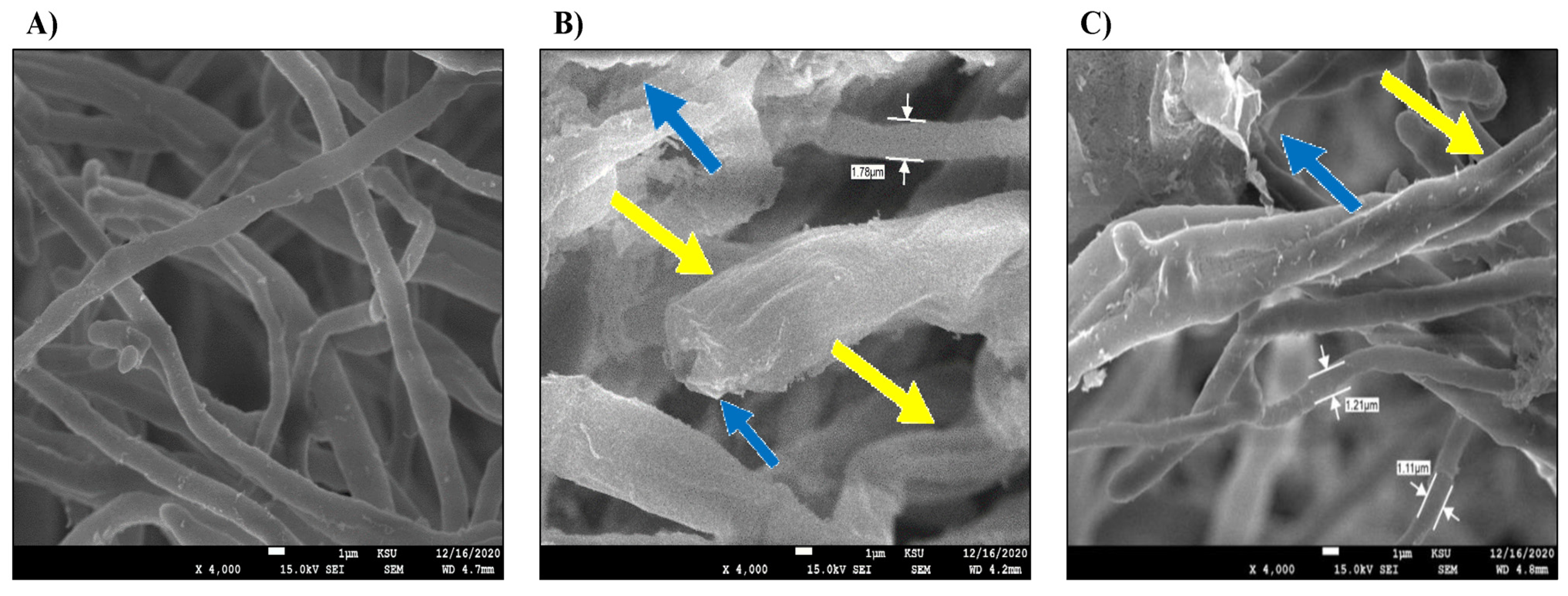 Microorganisms 11 00127 g007