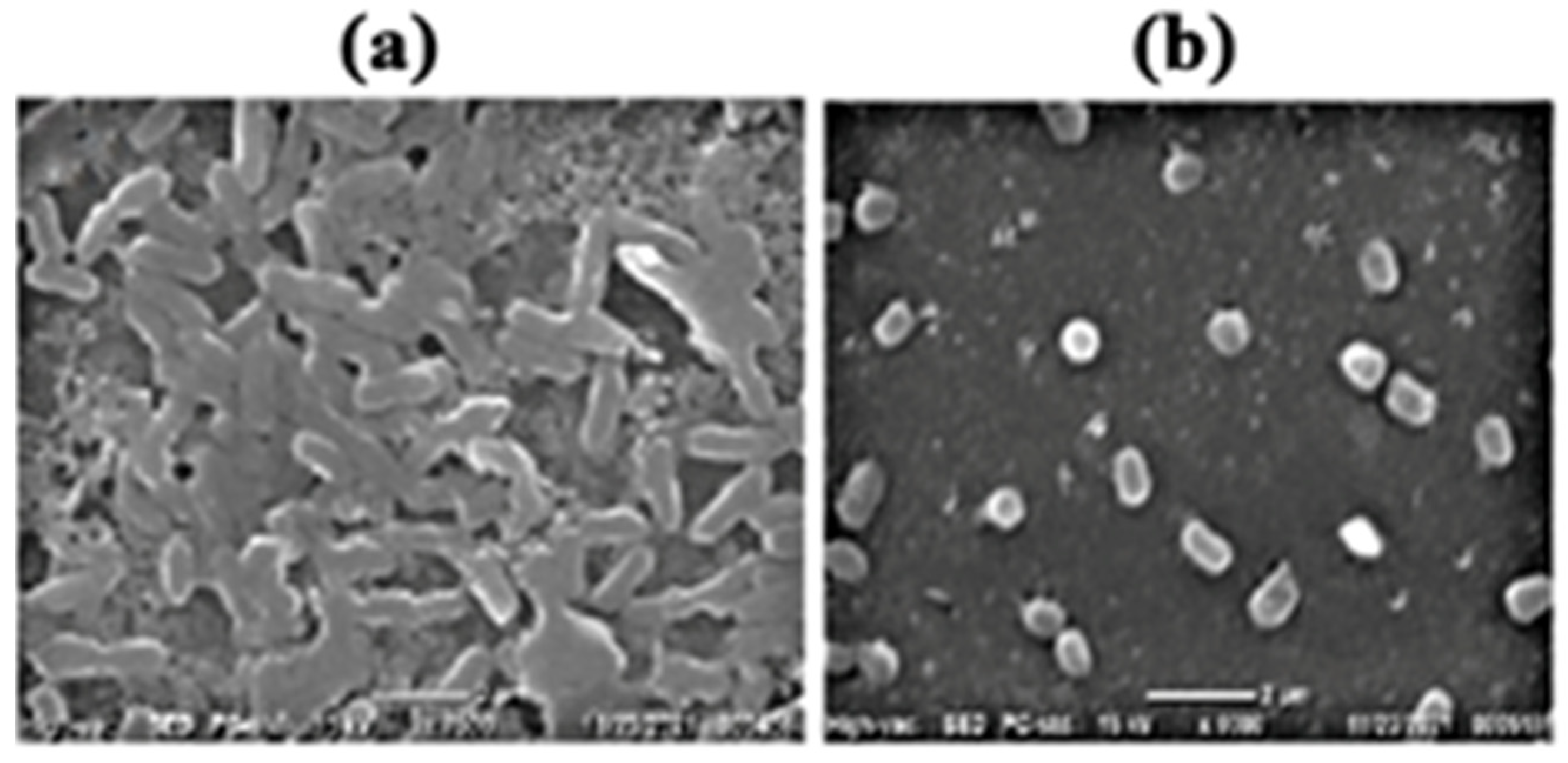 Microorganisms 11 00172 g002