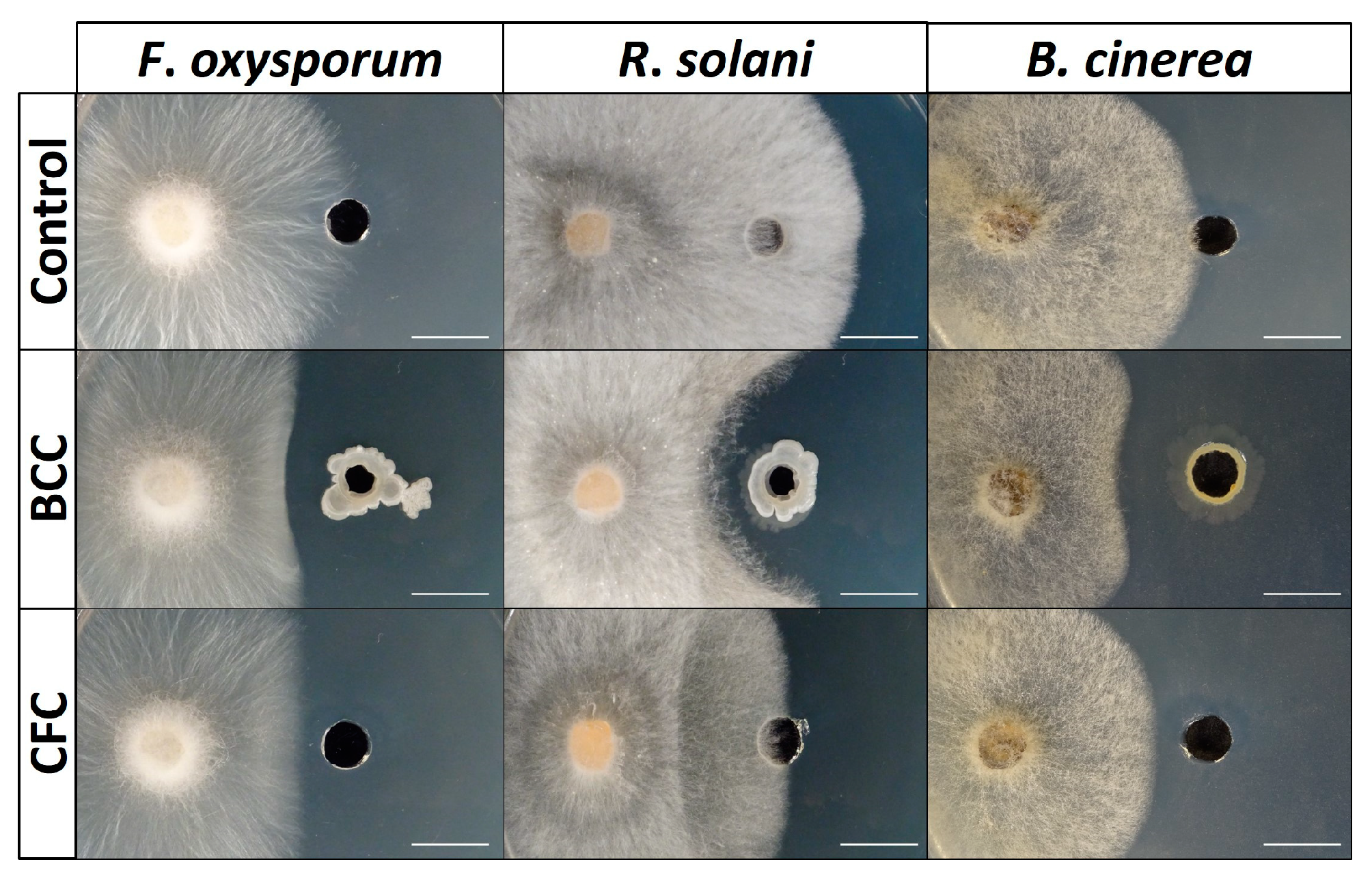 Microorganisms 11 00206 g004 Microorganisms 11 00206 g004