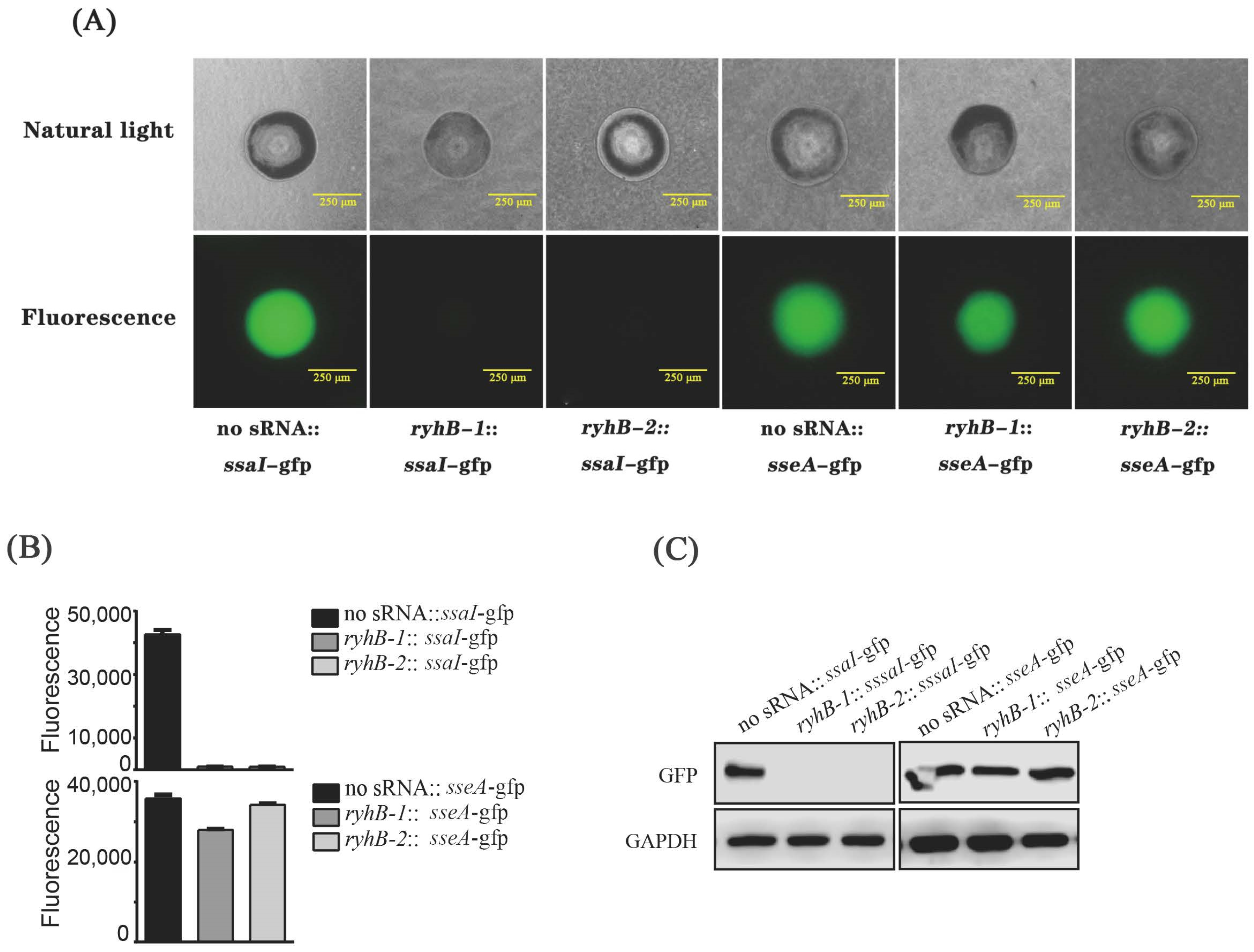 Microorganisms 11 00214 g005