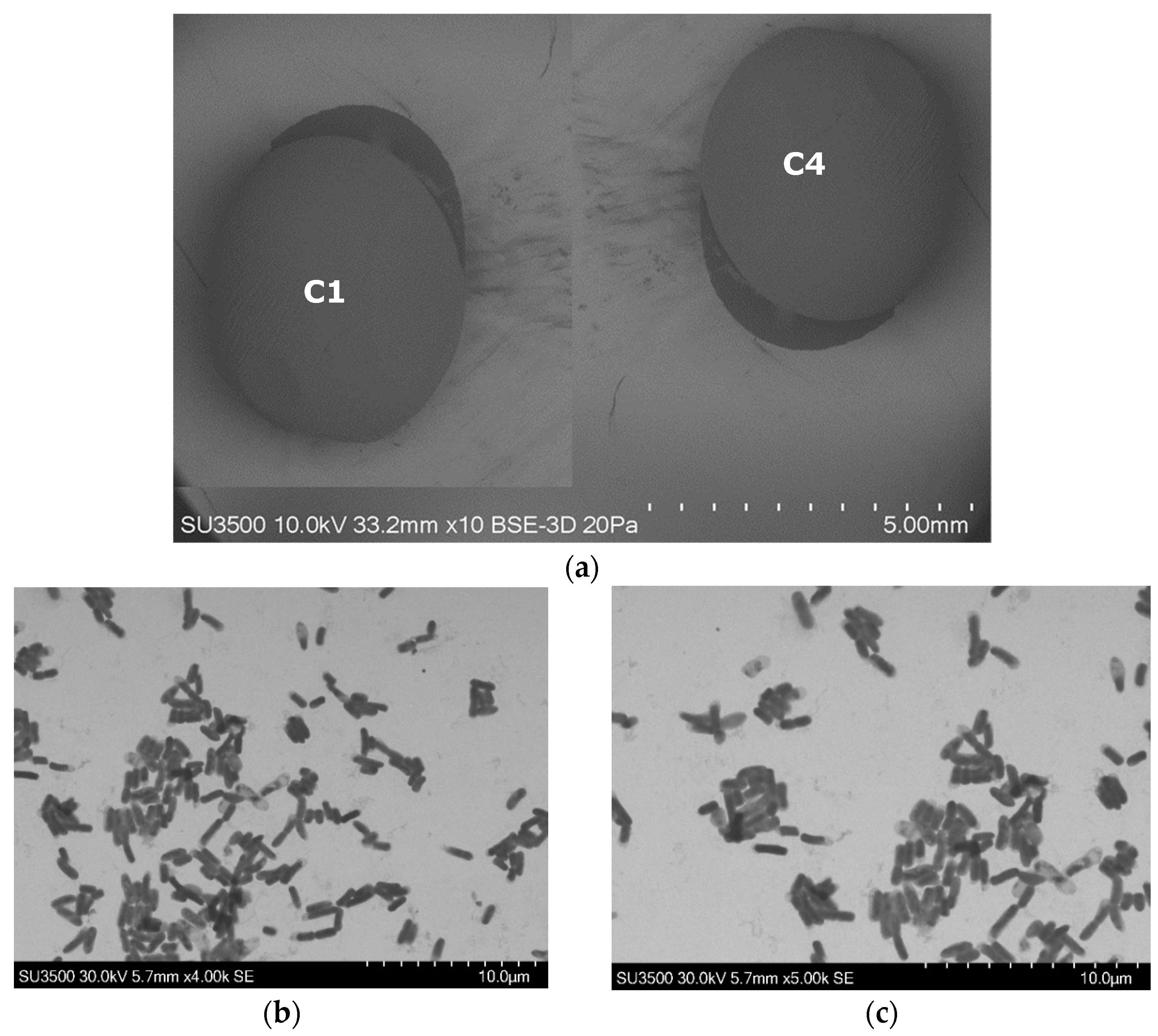 Microorganisms 11 00220 g003 Microorganisms 11 00220 g003