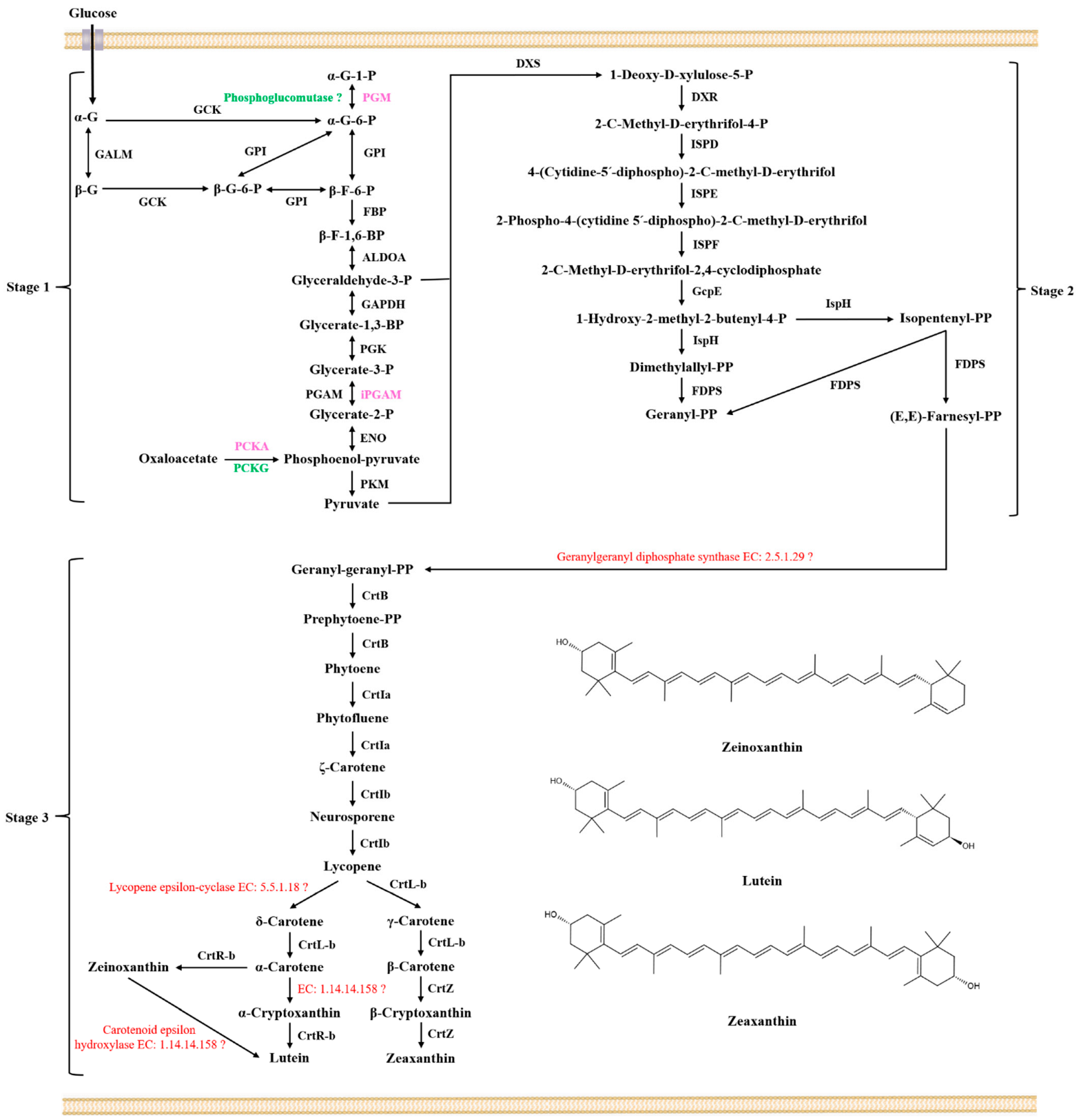 Microorganisms 11 00266 g004
