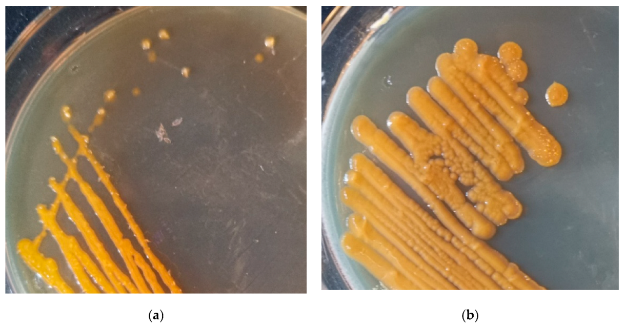 Microorganisms 11 00266 g005
