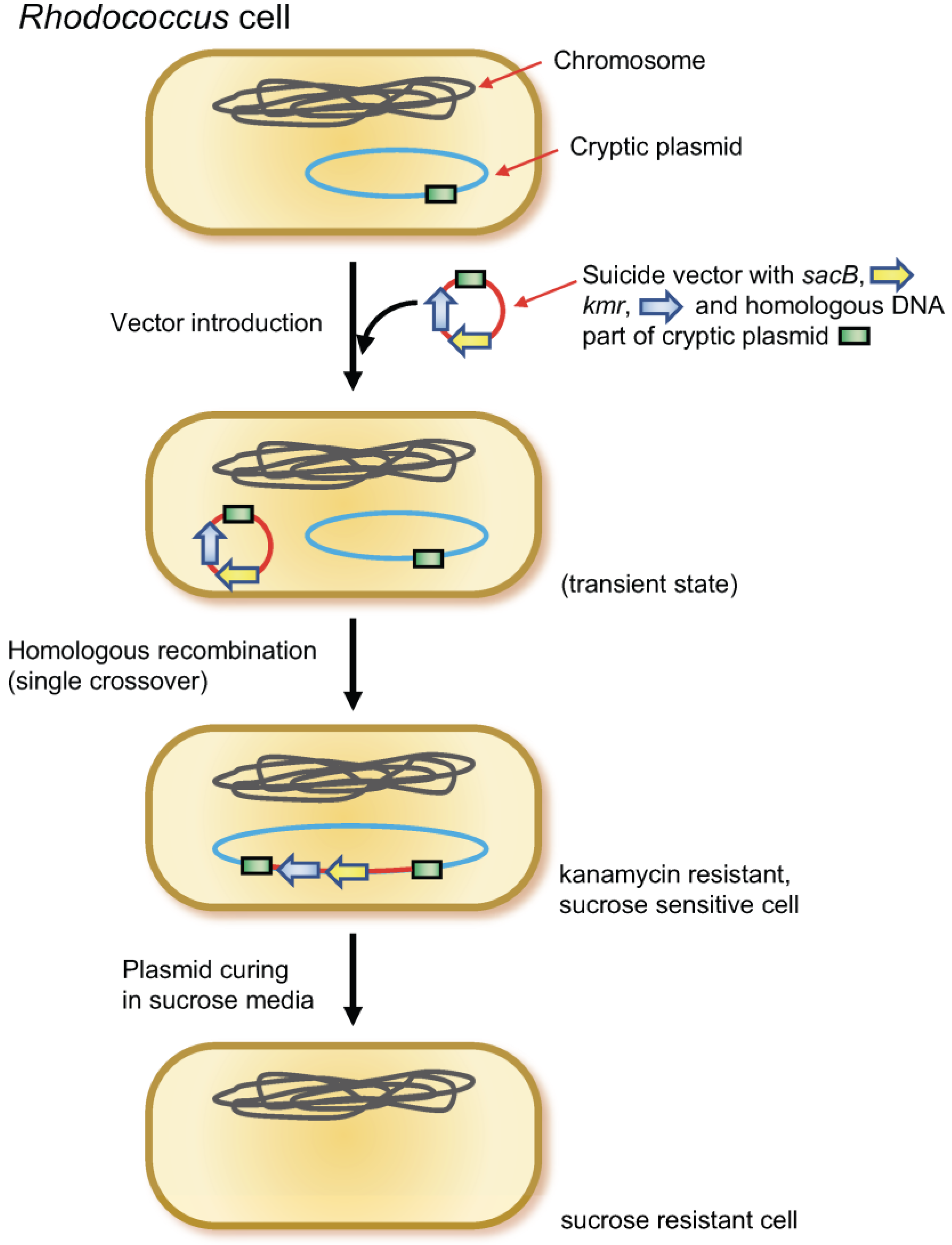 Microorganisms 11 00268 g001