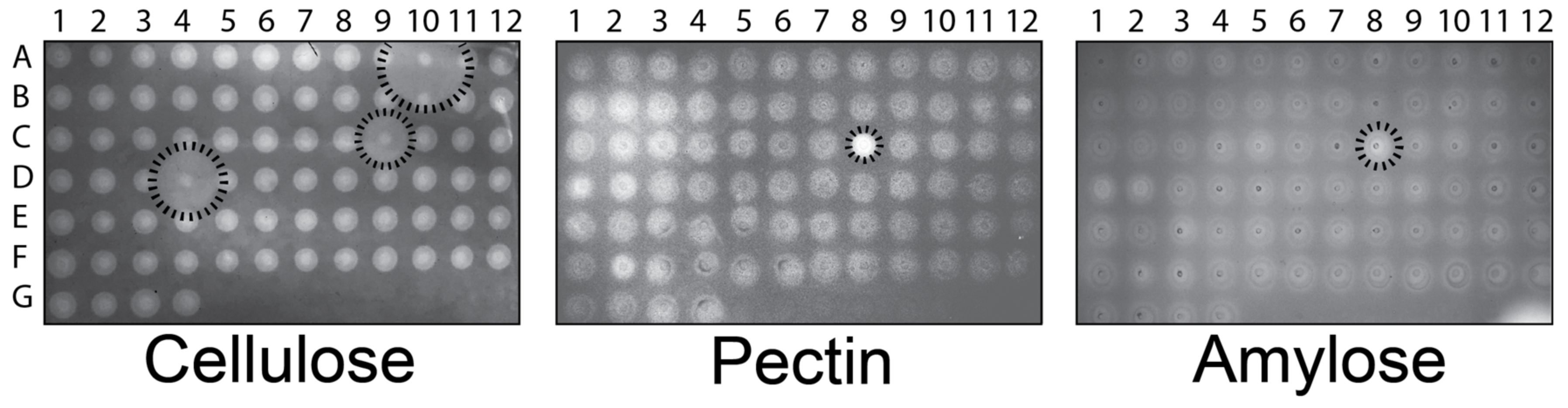 Microorganisms 11 00293 g001