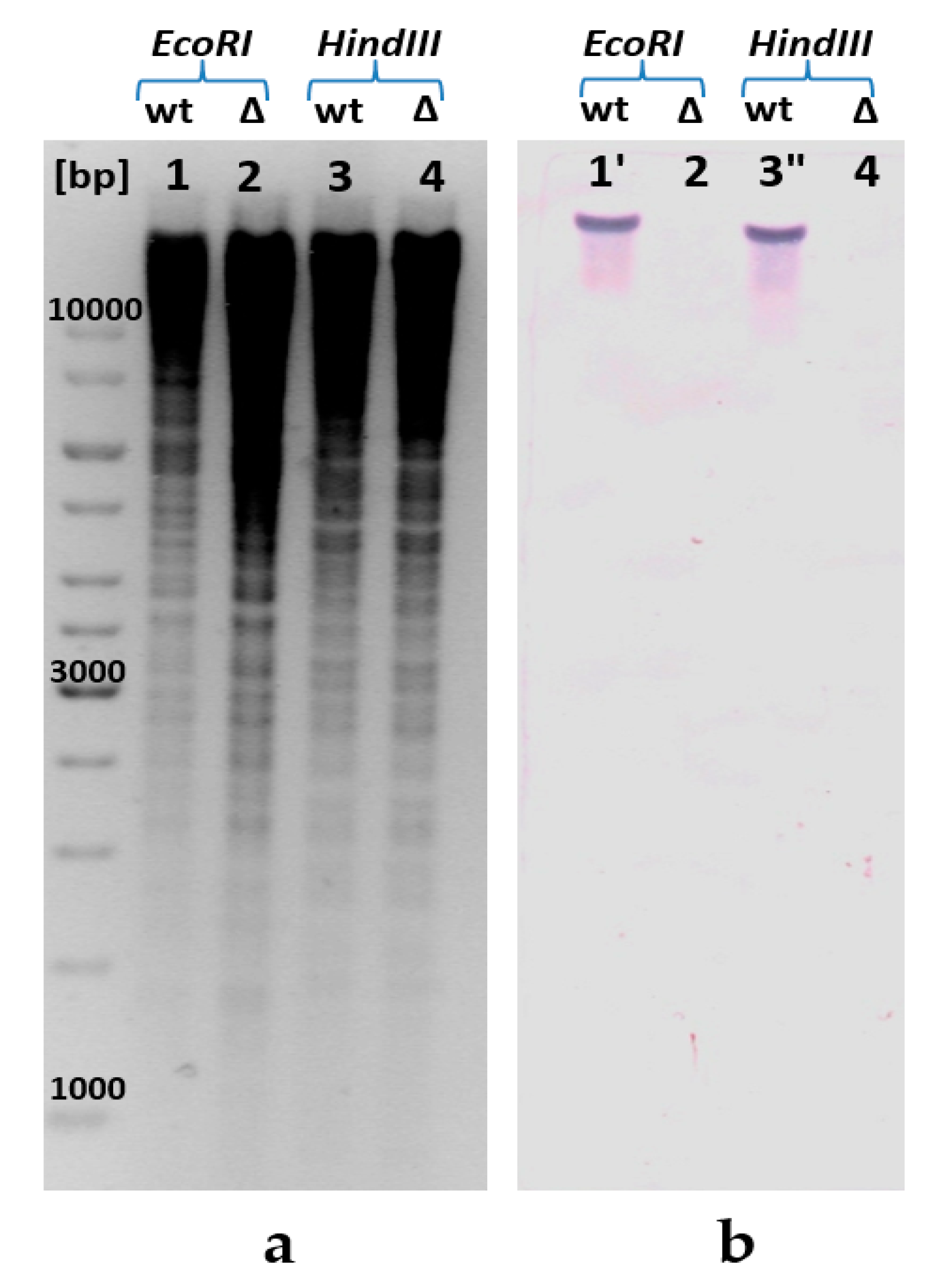 Microorganisms 11 00294 g002