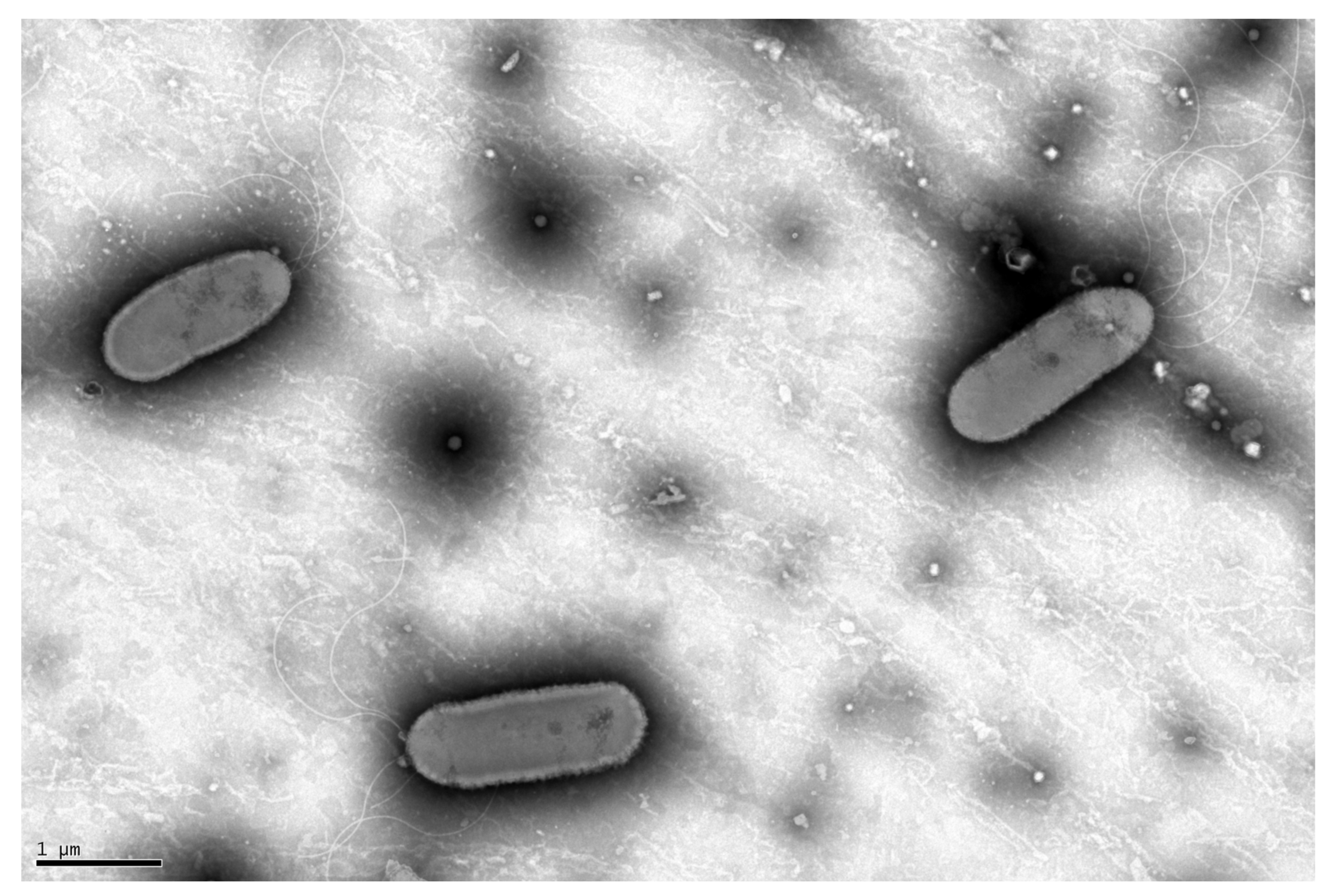 Microorganisms 11 00307 g001