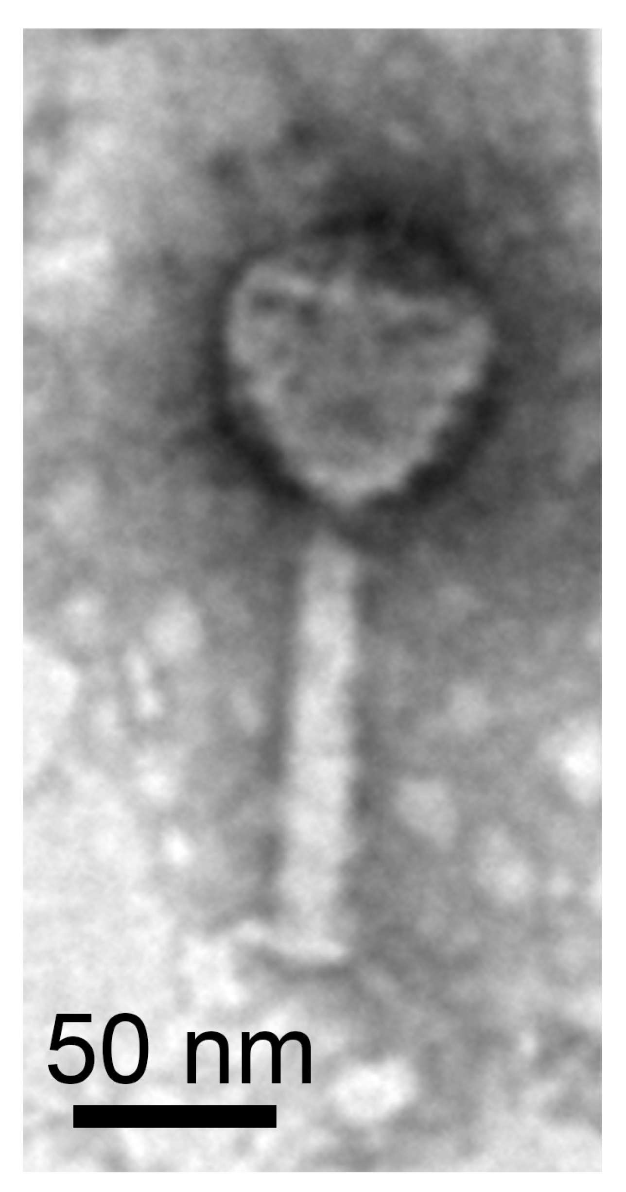 Microorganisms 11 00307 g004