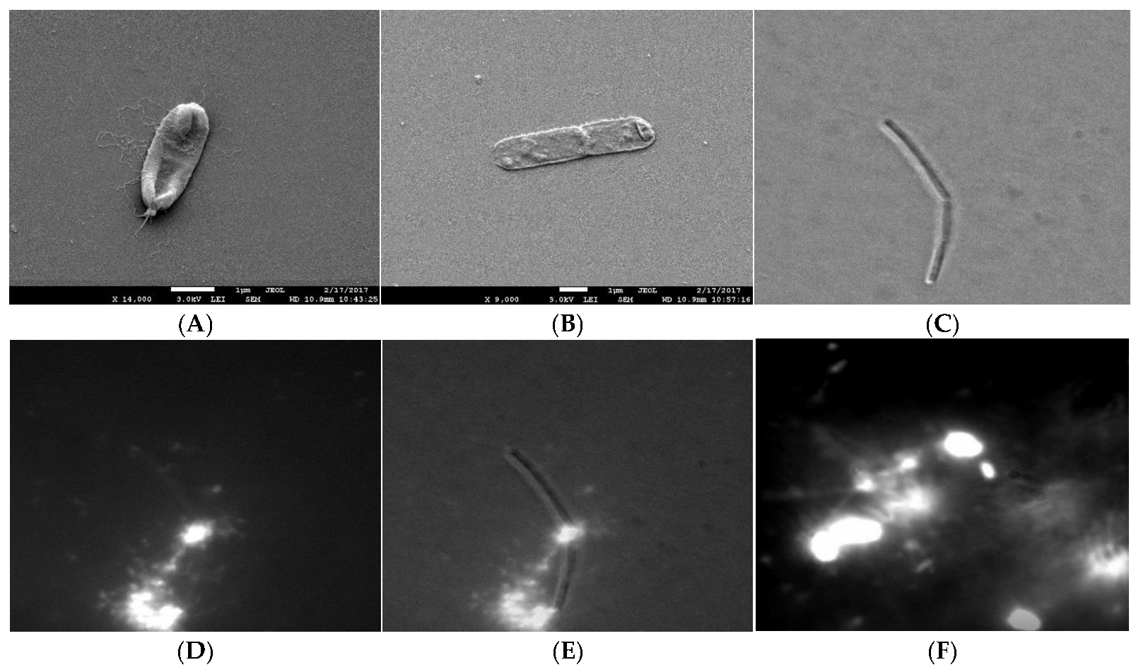 Microorganisms 11 00332 g002