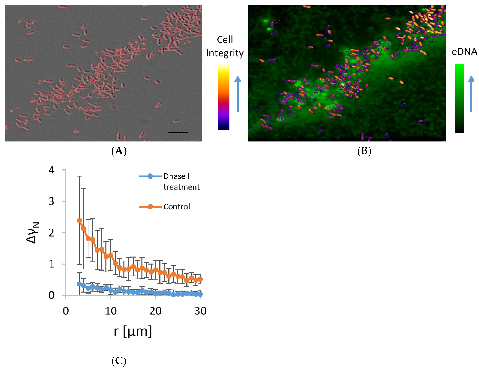 Microorganisms 11 00332 g004