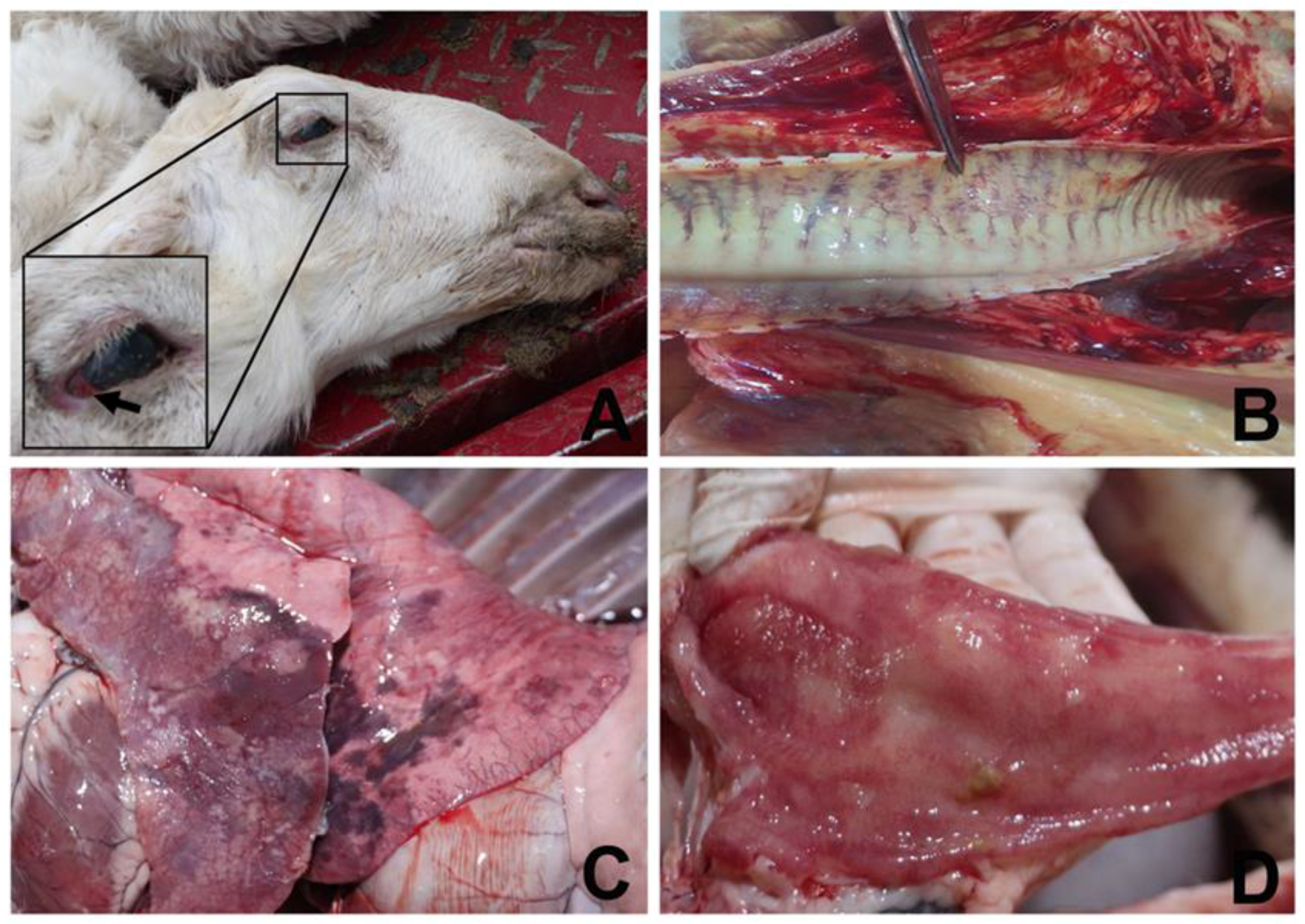Microorganisms 11 00333 g001