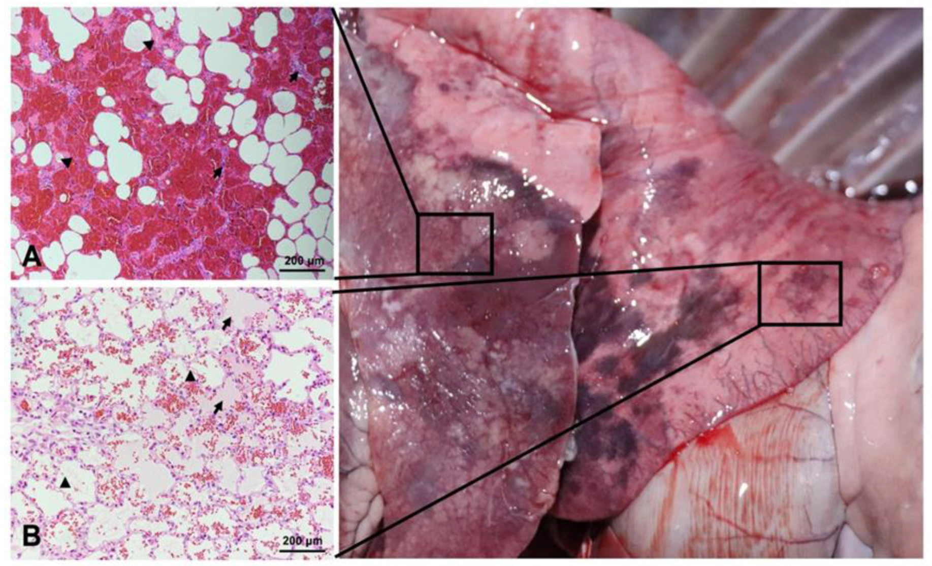 Microorganisms 11 00333 g002