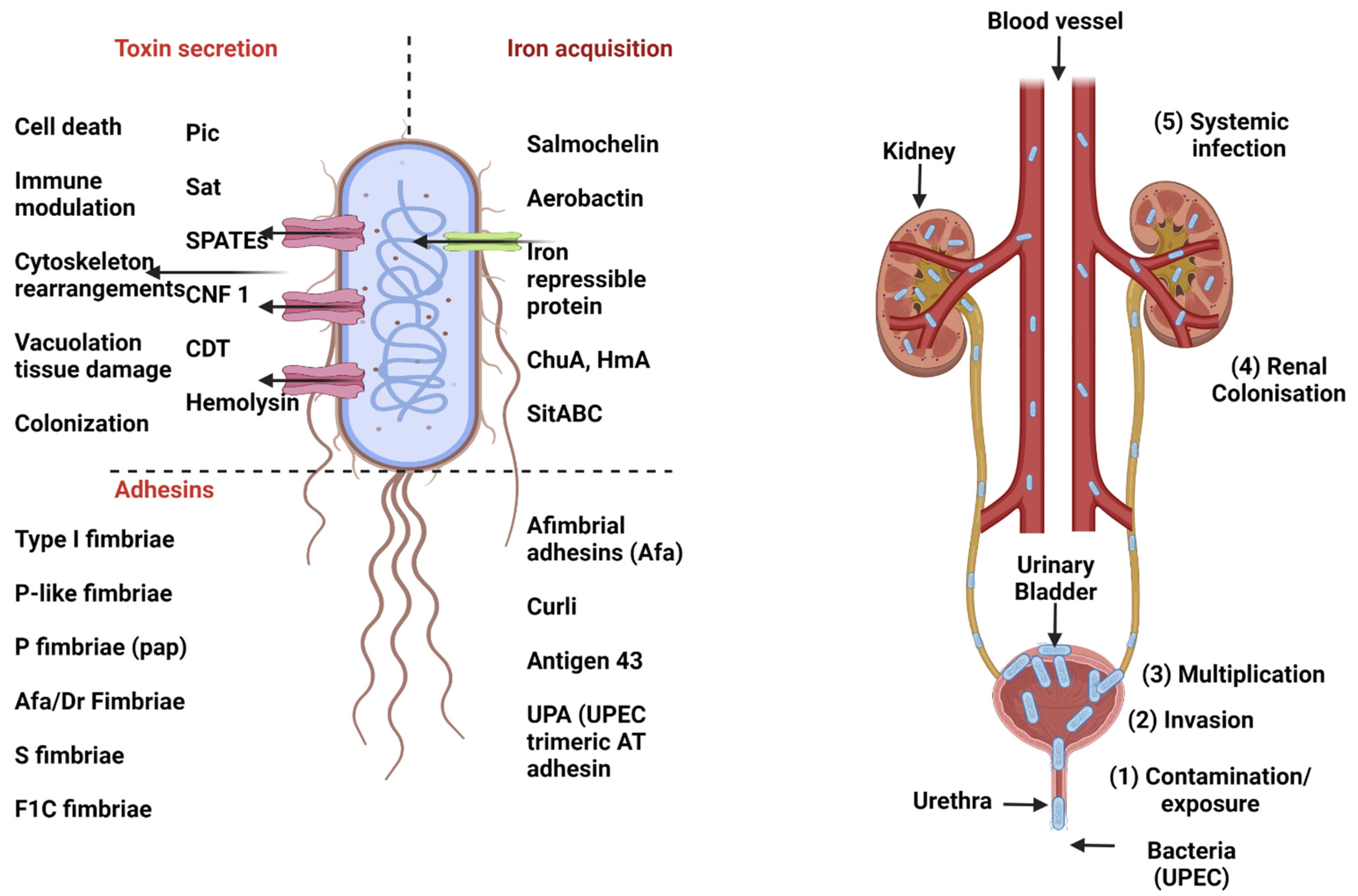 Microorganisms 11 00344 g003