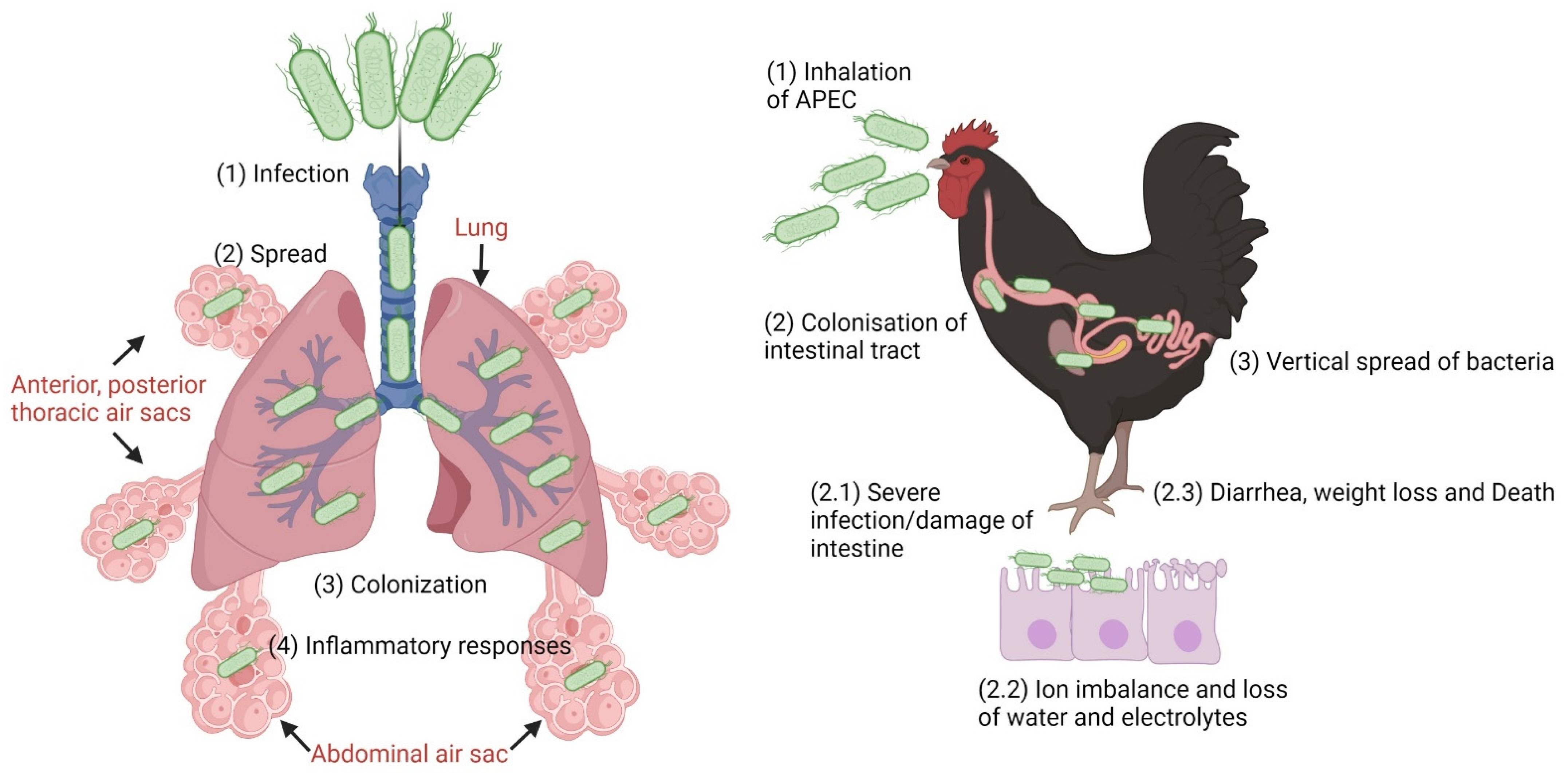 Microorganisms 11 00344 g004