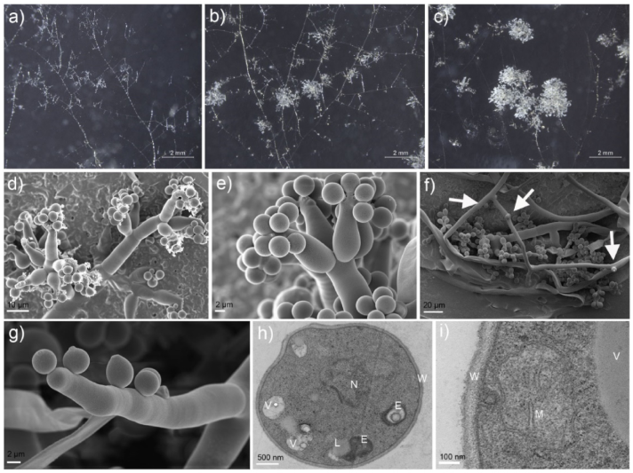 Microorganisms 11 00345 g002