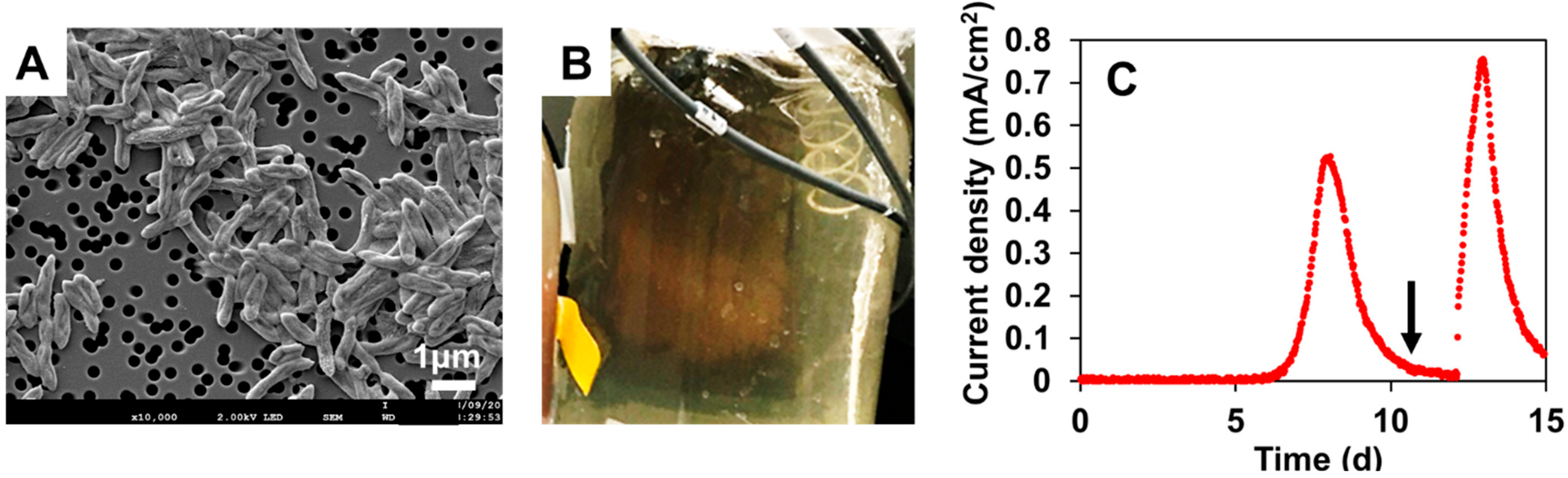 Microorganisms 11 00349 g001