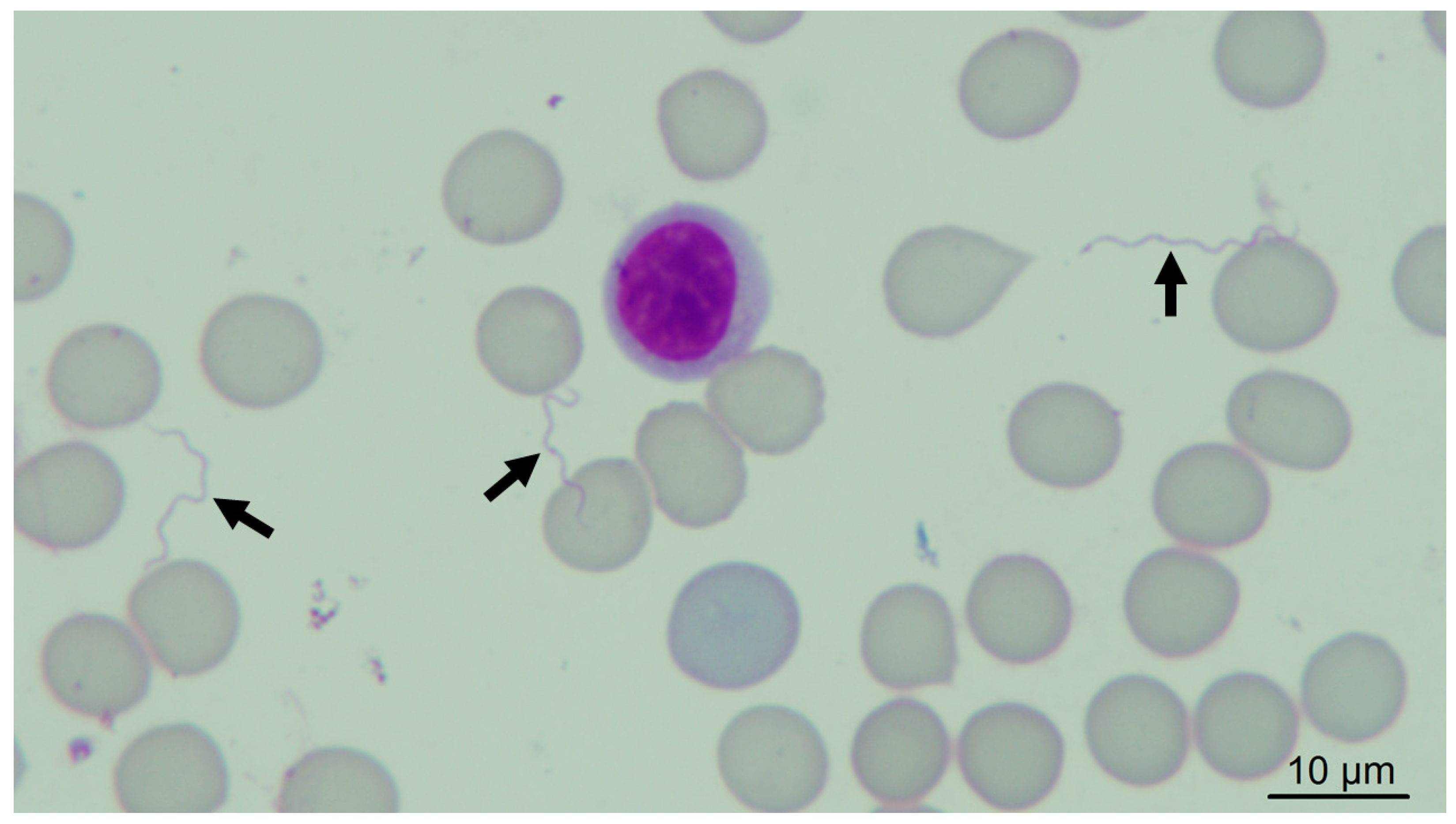 Microorganisms 11 00370 g002