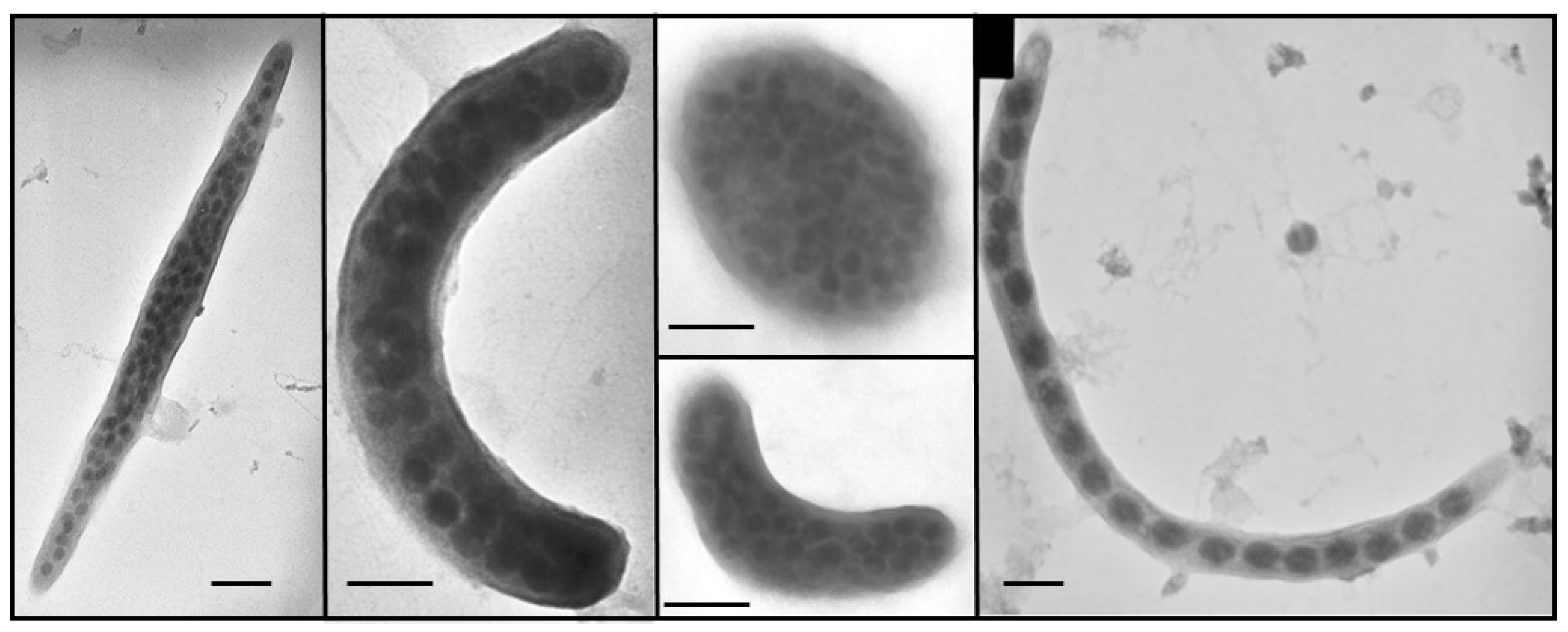 Microorganisms 11 00384 g004