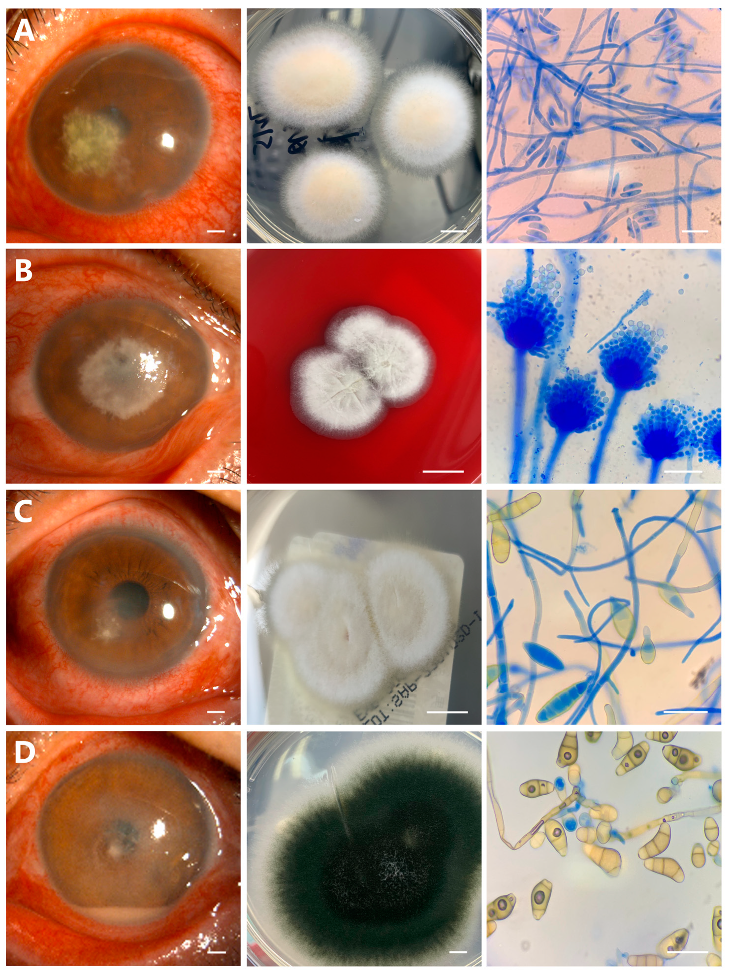 Microorganisms 11 00406 g001