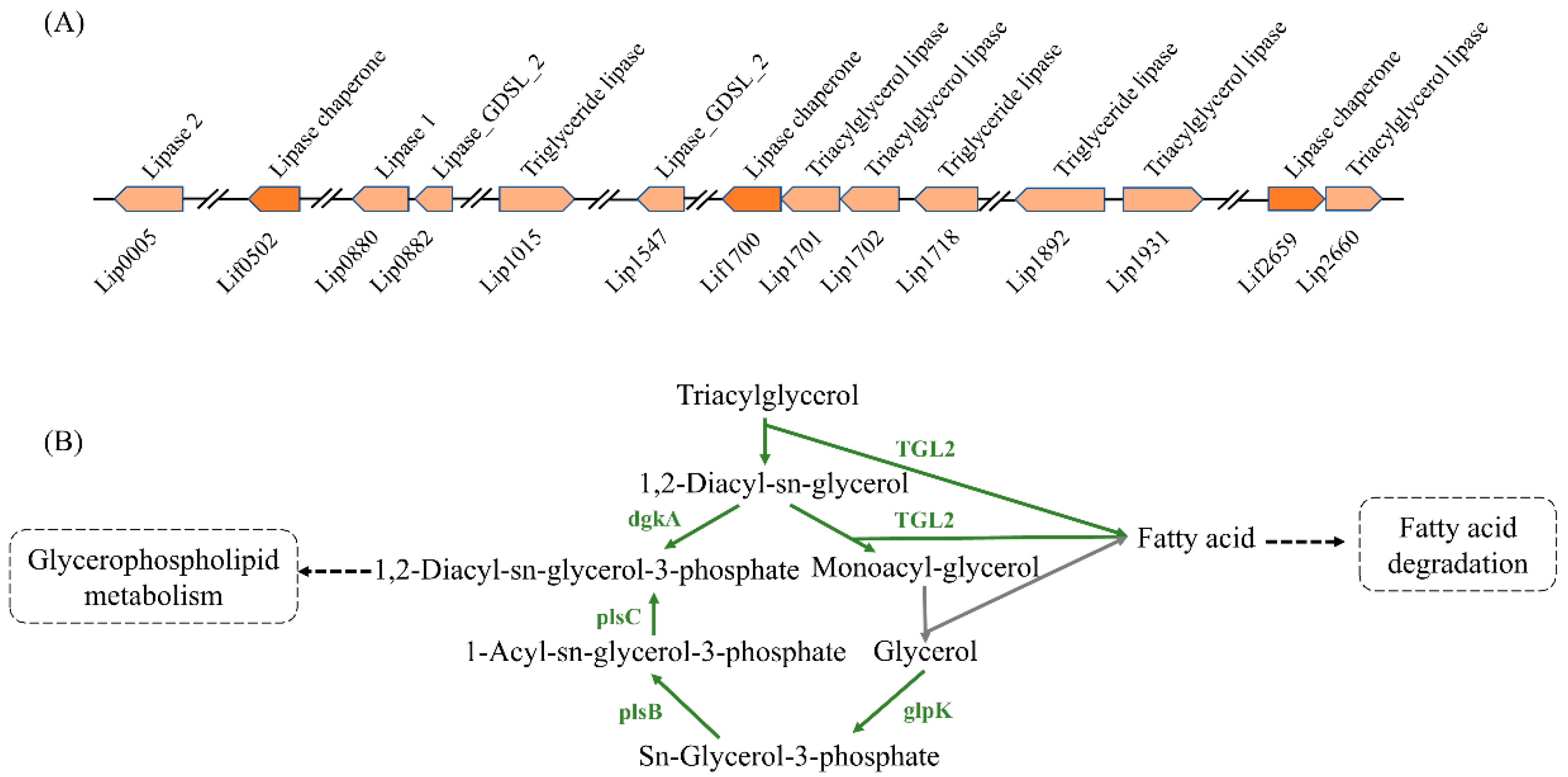 Microorganisms 11 00407 g005