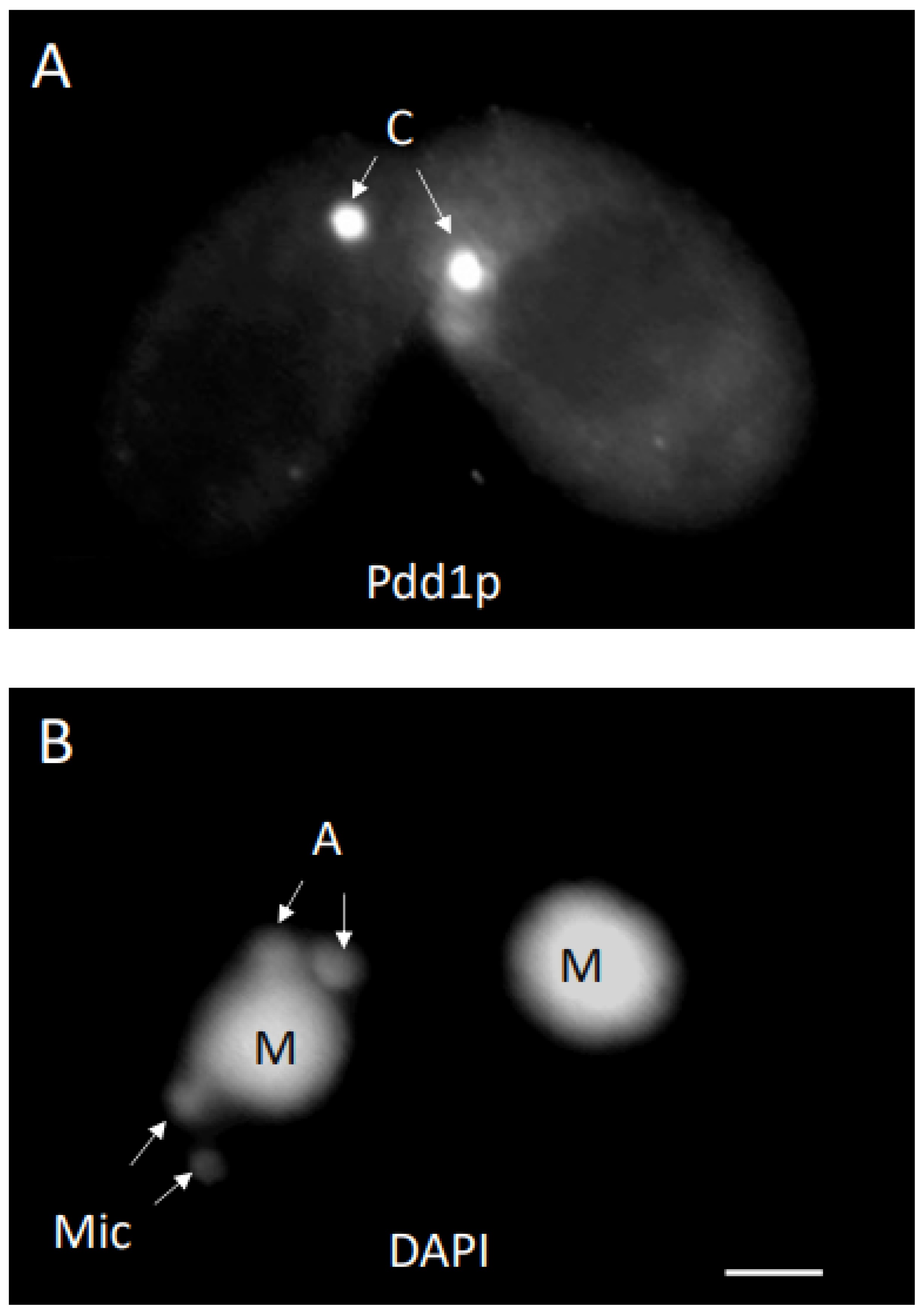 Microorganisms 11 00418 g001