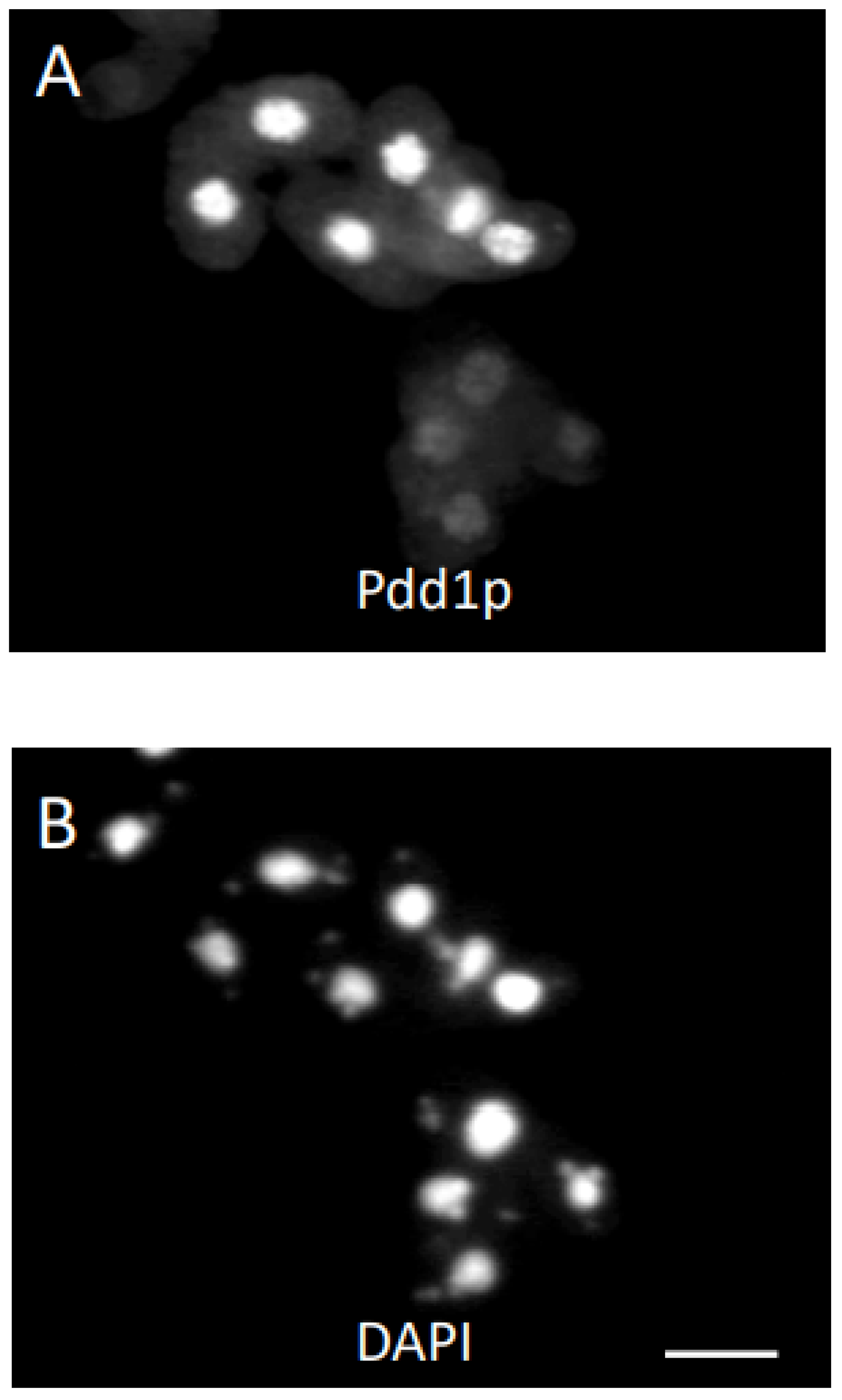 Microorganisms 11 00418 g002