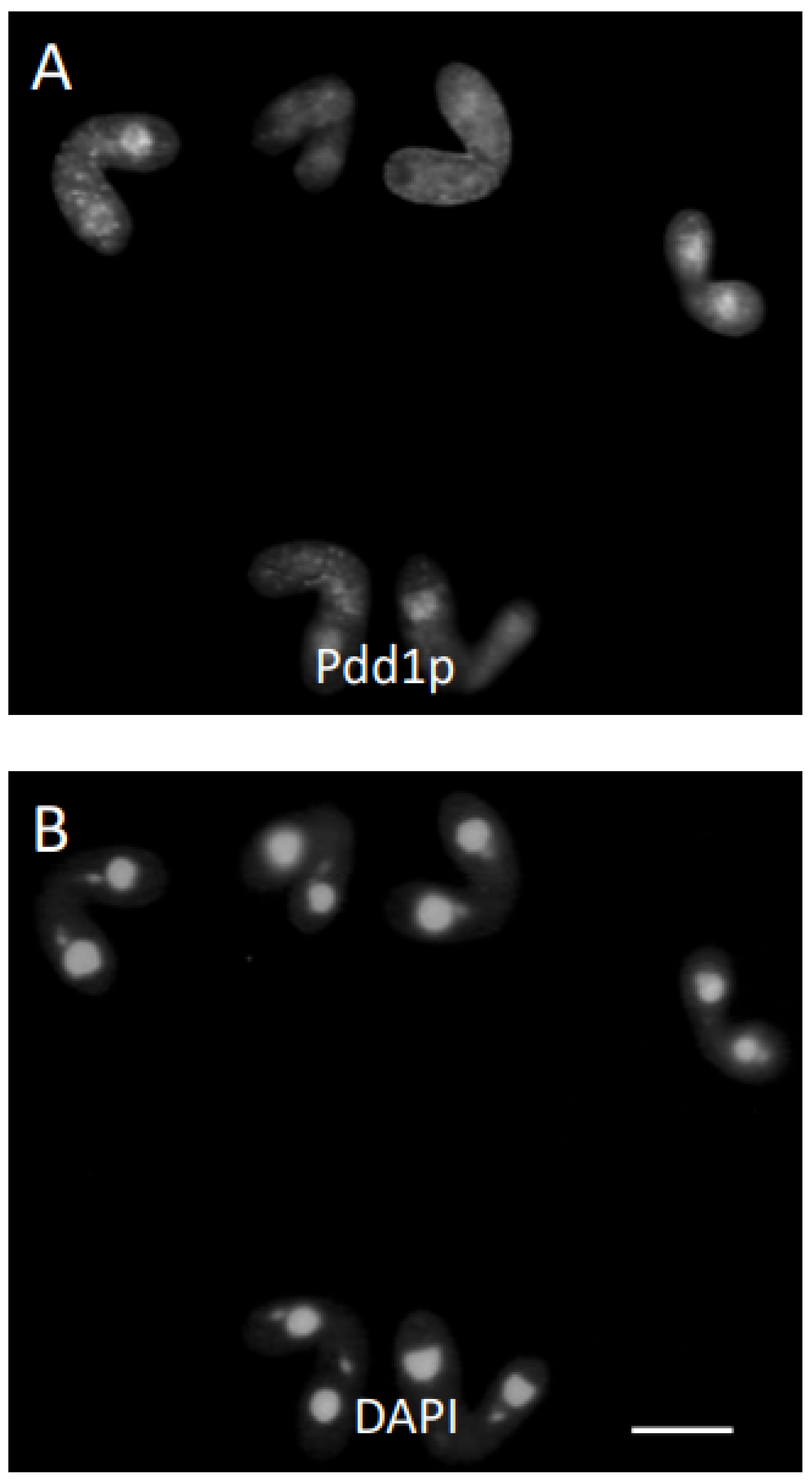 Microorganisms 11 00418 g003a