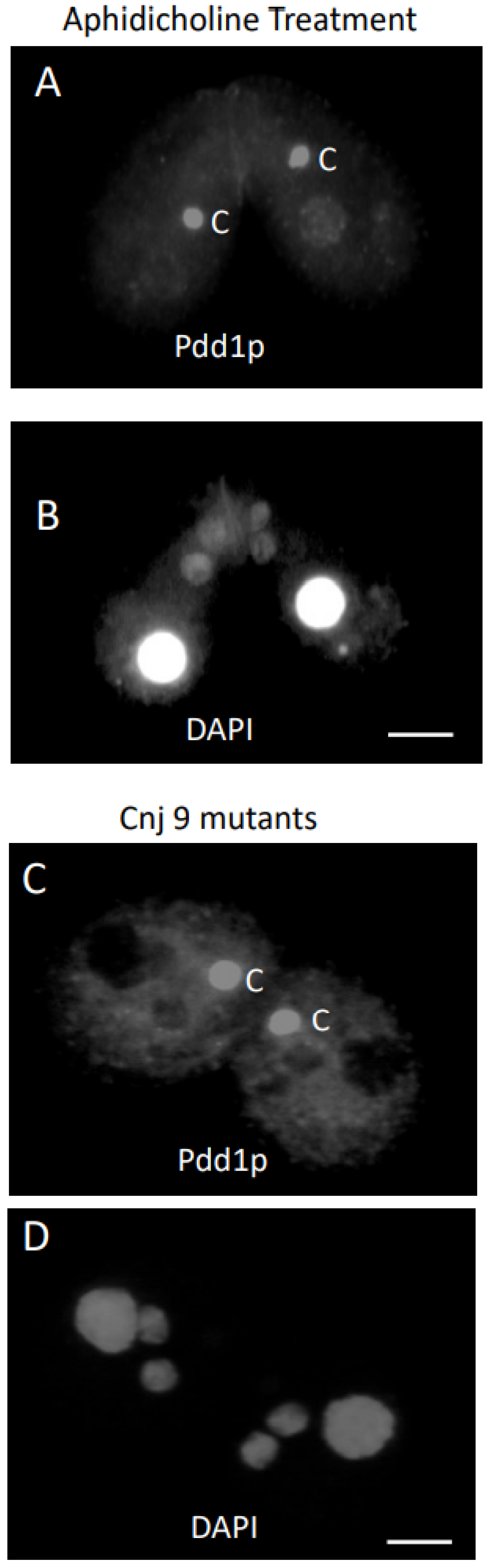Microorganisms 11 00418 g004