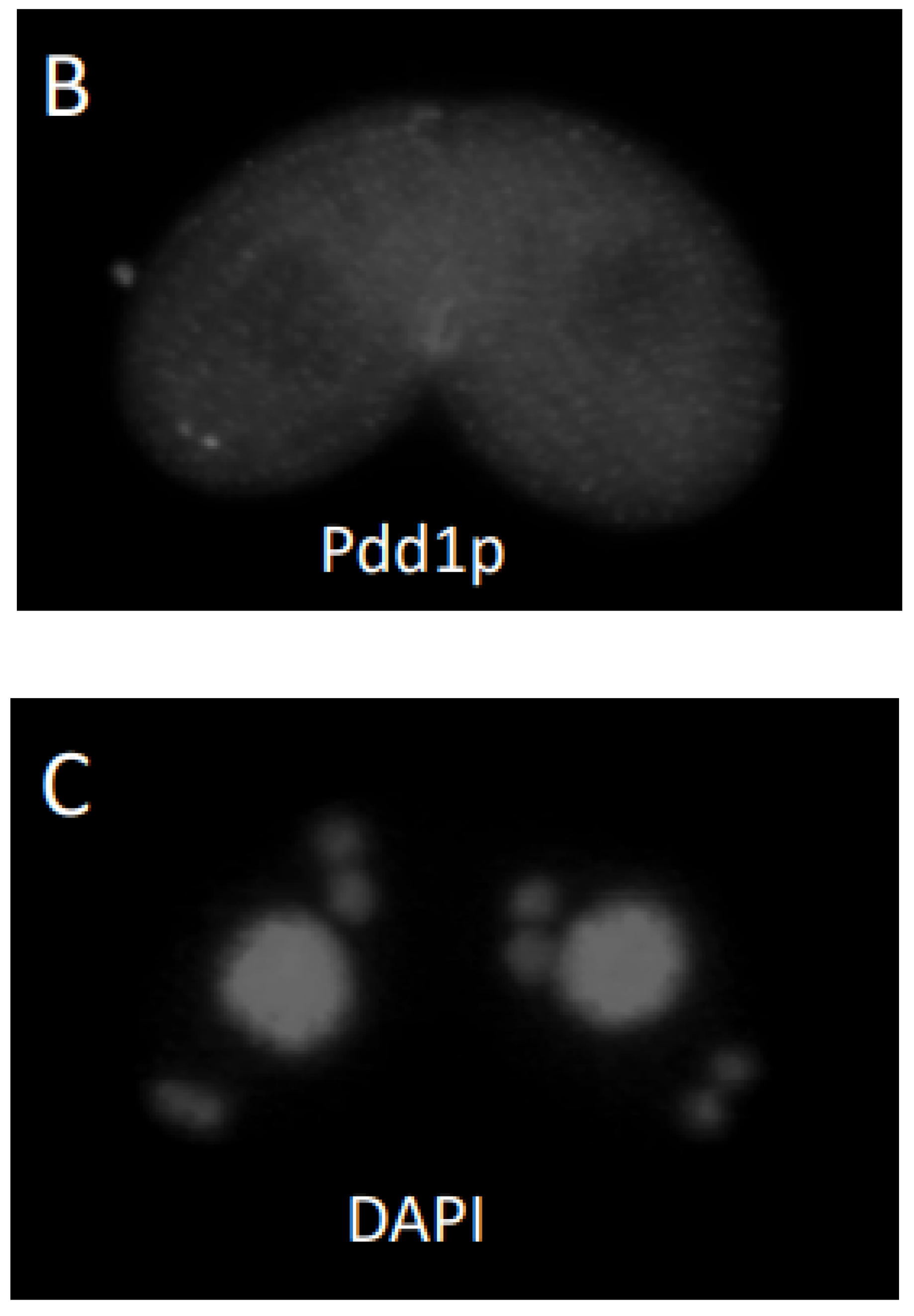Microorganisms 11 00418 g005b