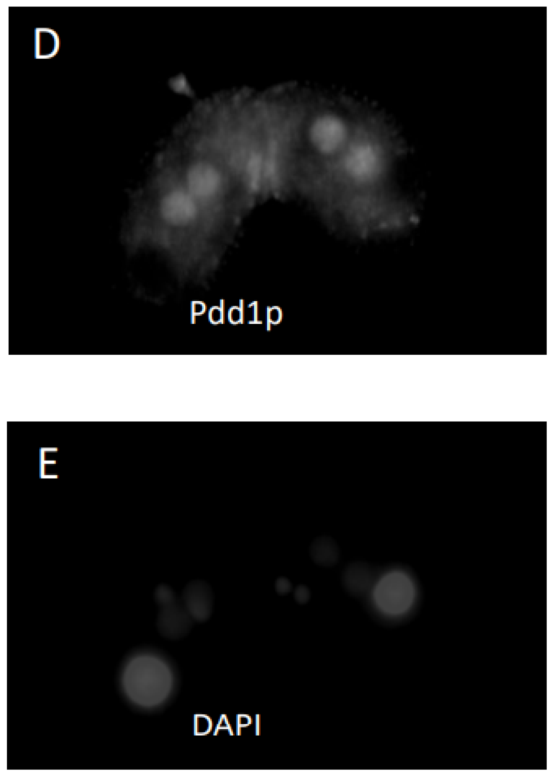 Microorganisms 11 00418 g005c