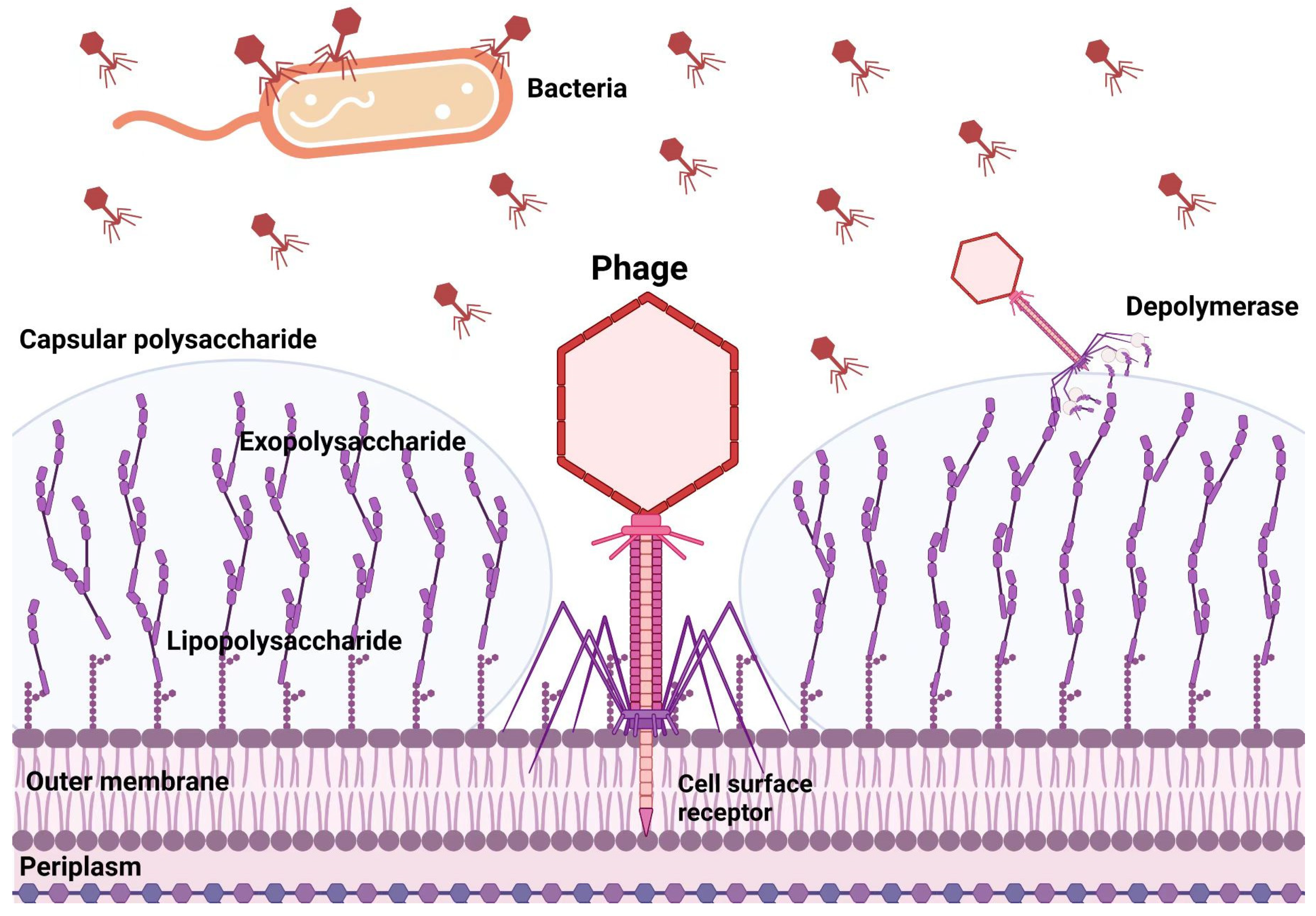 Microorganisms 11 00424 g002