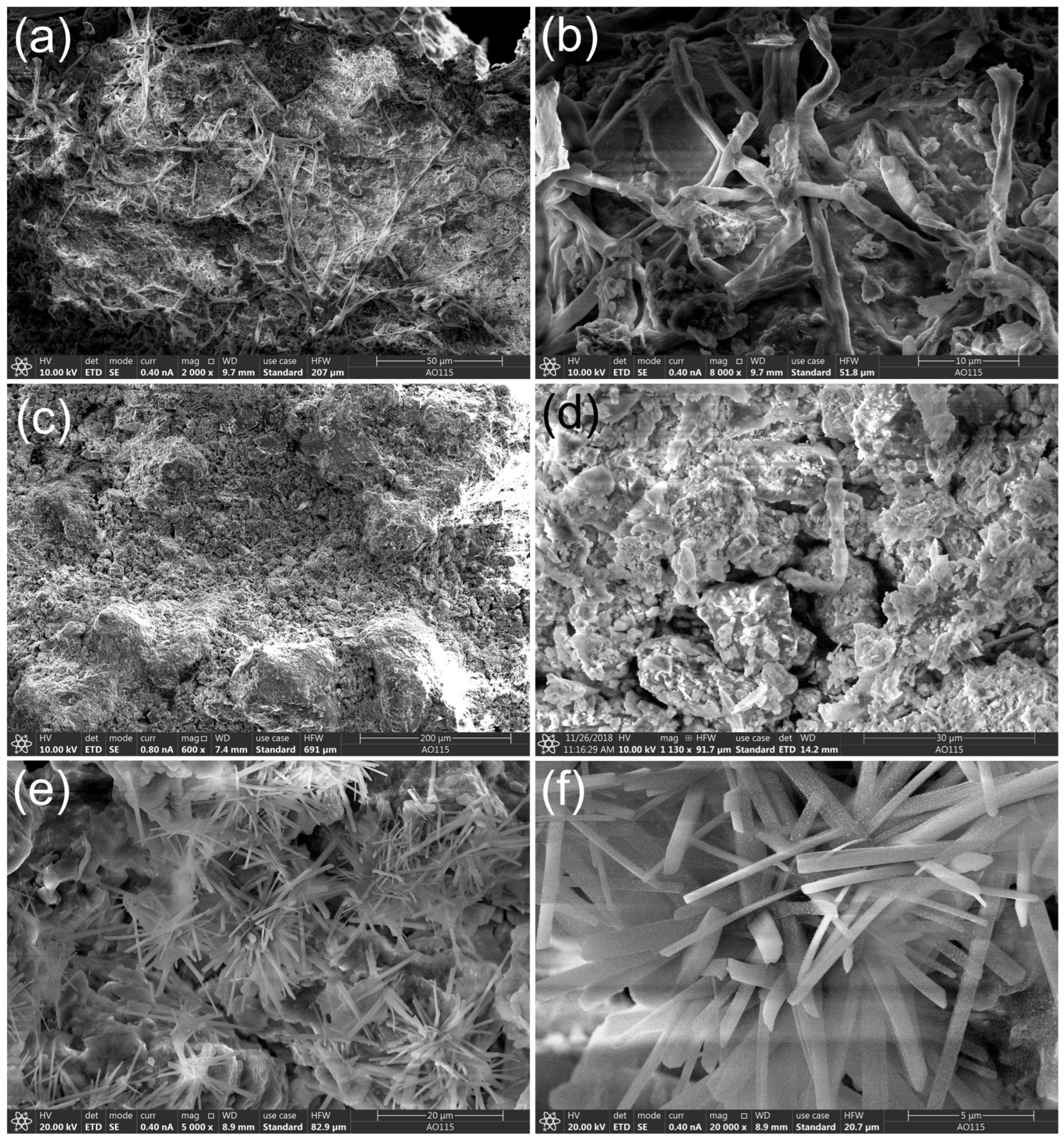 Microorganisms 11 00429 g002
