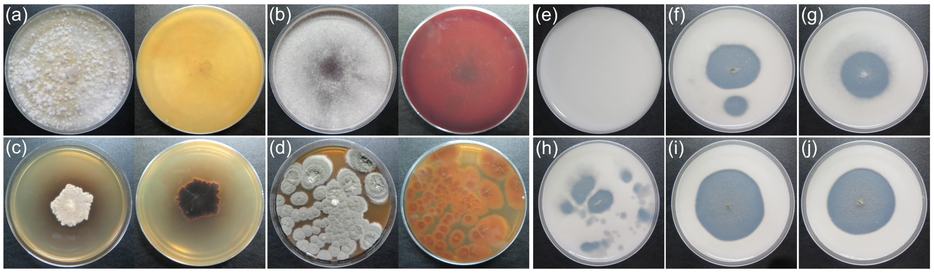 Microorganisms 11 00429 g008